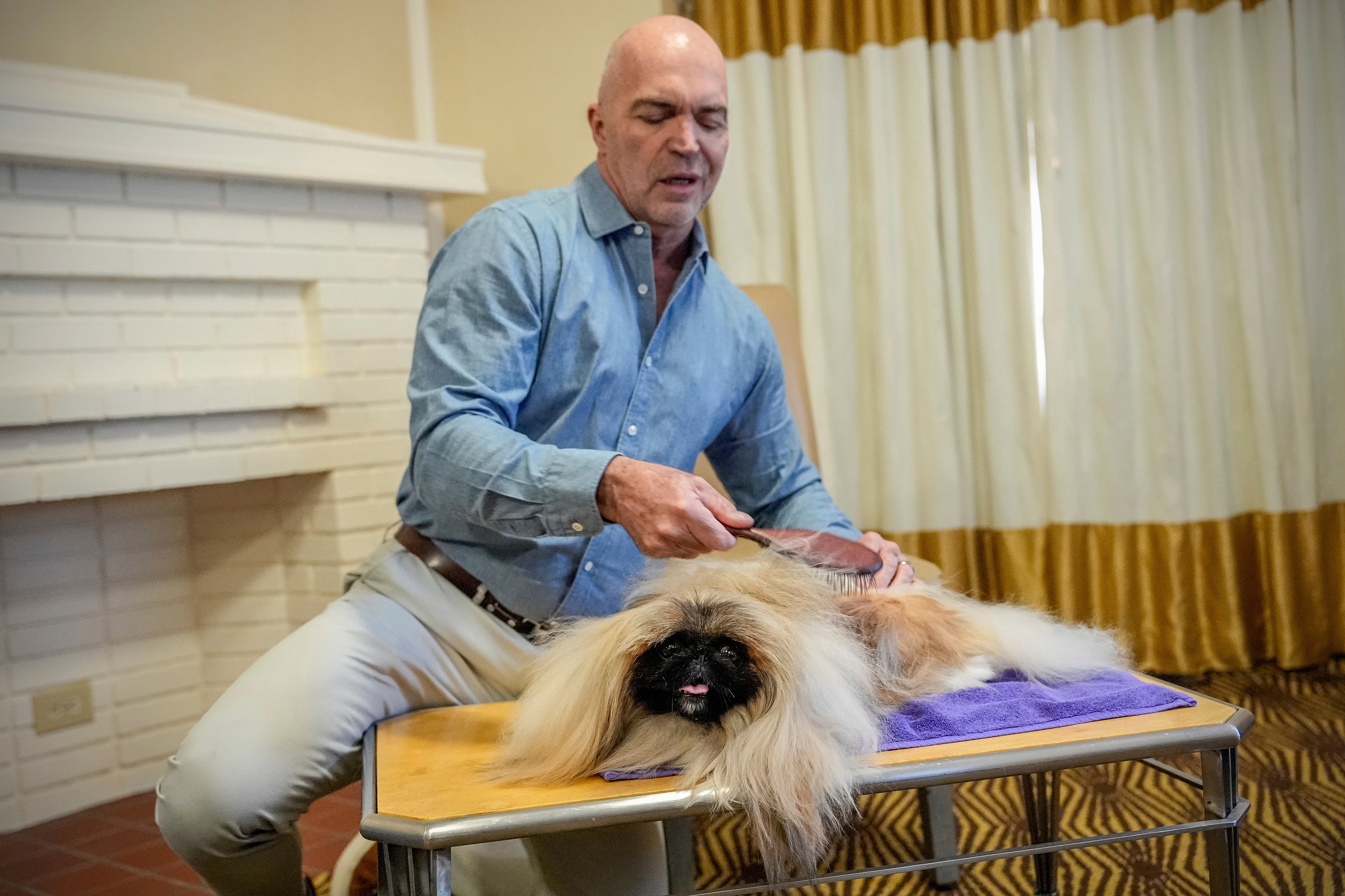 Westminster Dog Show Judging