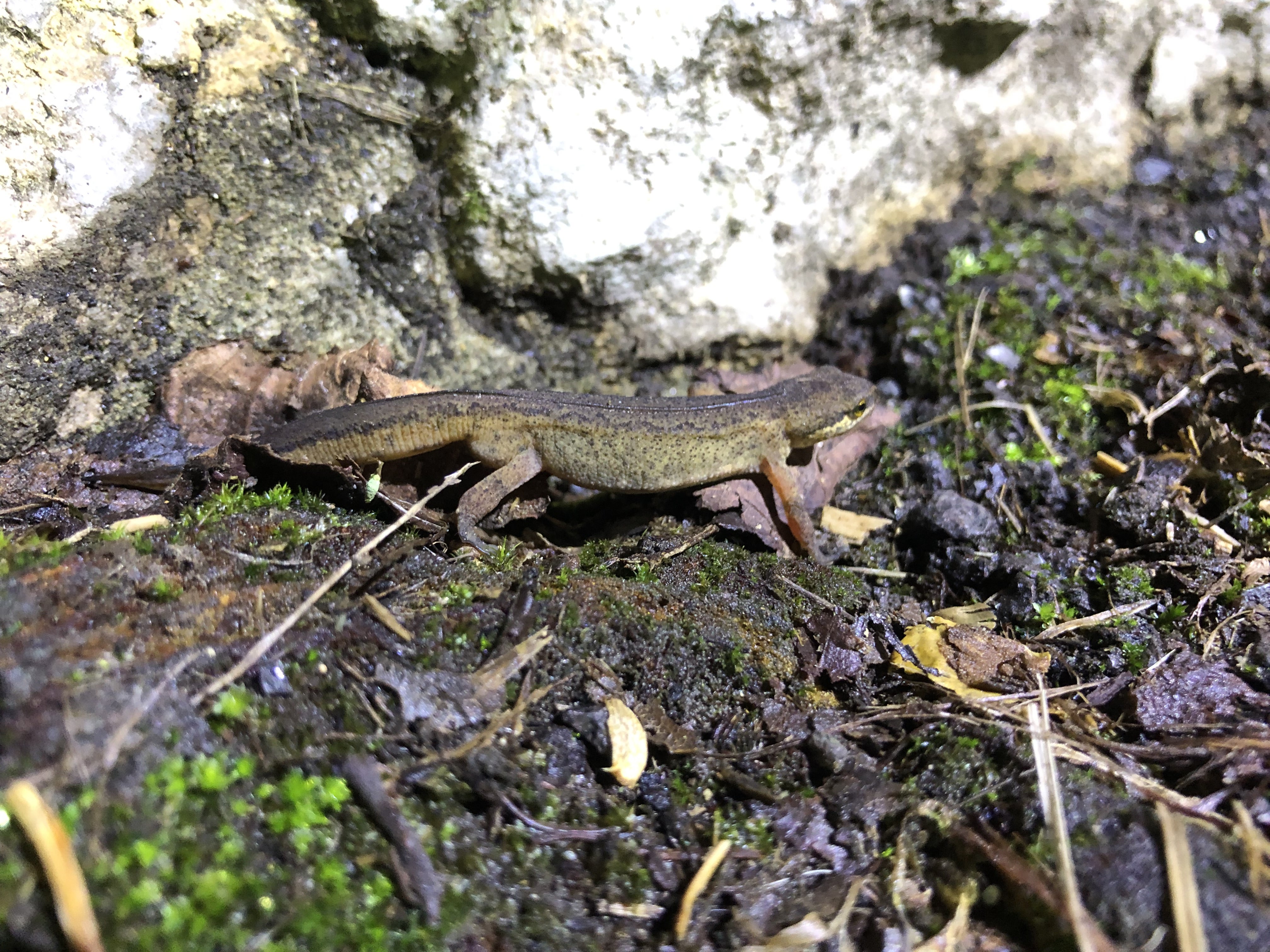 A newt during the 2024 toad patrol in Charlcombe