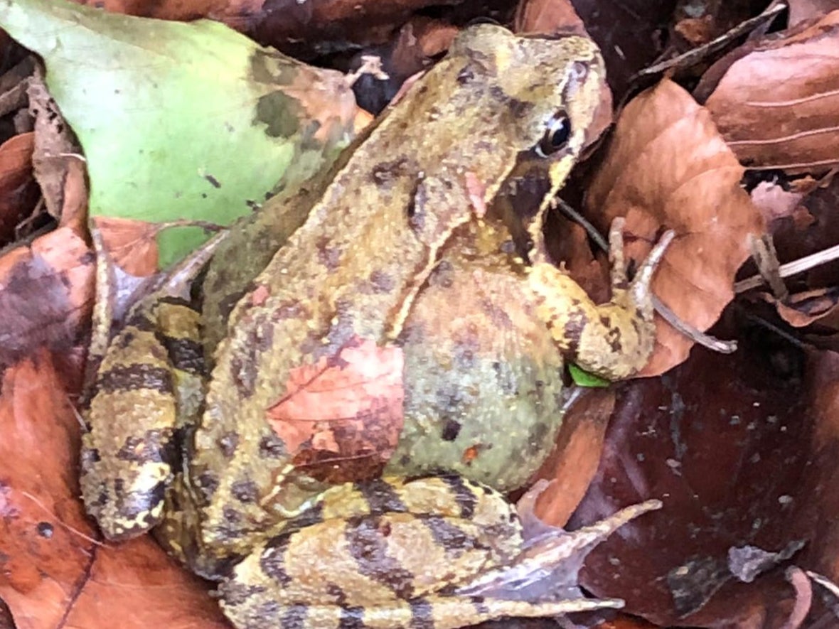 A female frog during the 2024 toad patrol in Charlcombe