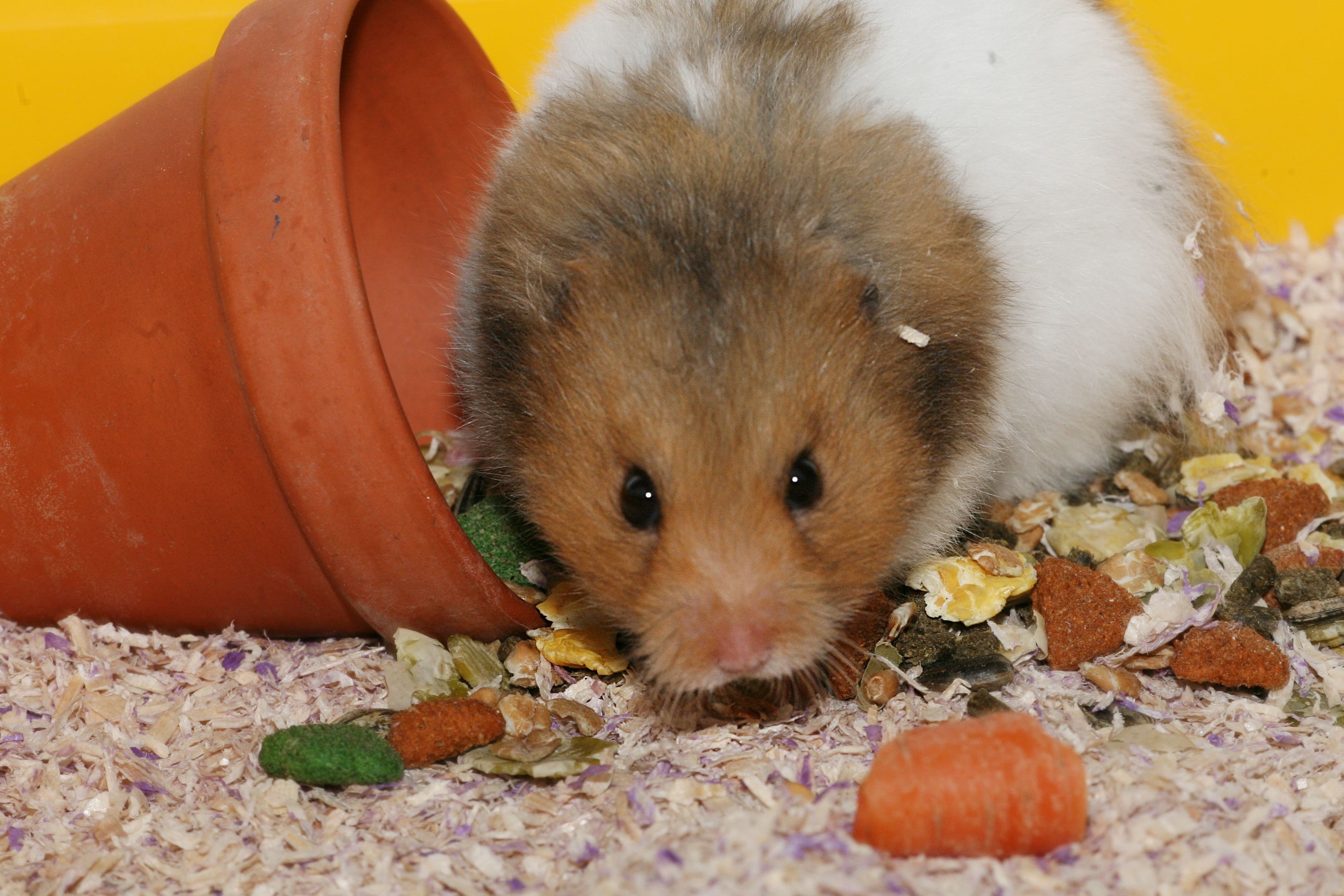 Nearly half of unmarried people who live with their partner and share a pet with them would consider including their animal in a cohabitation agreement in the event they split up, according to Co-op Legal Services (Martin Keene/PA)