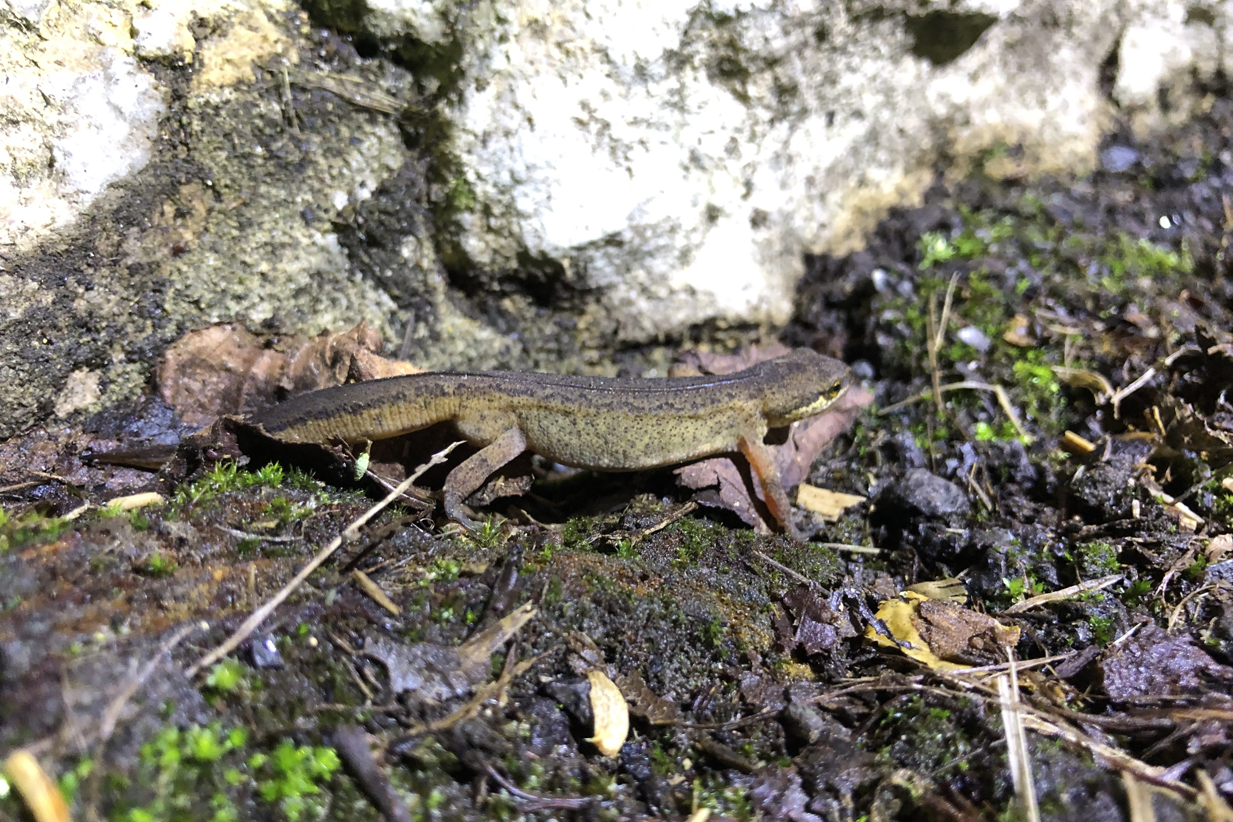 A newt rescued by last year’s toad patrol in Charlcombe, near Bath (Charlcombe Toad Rescue/PA)