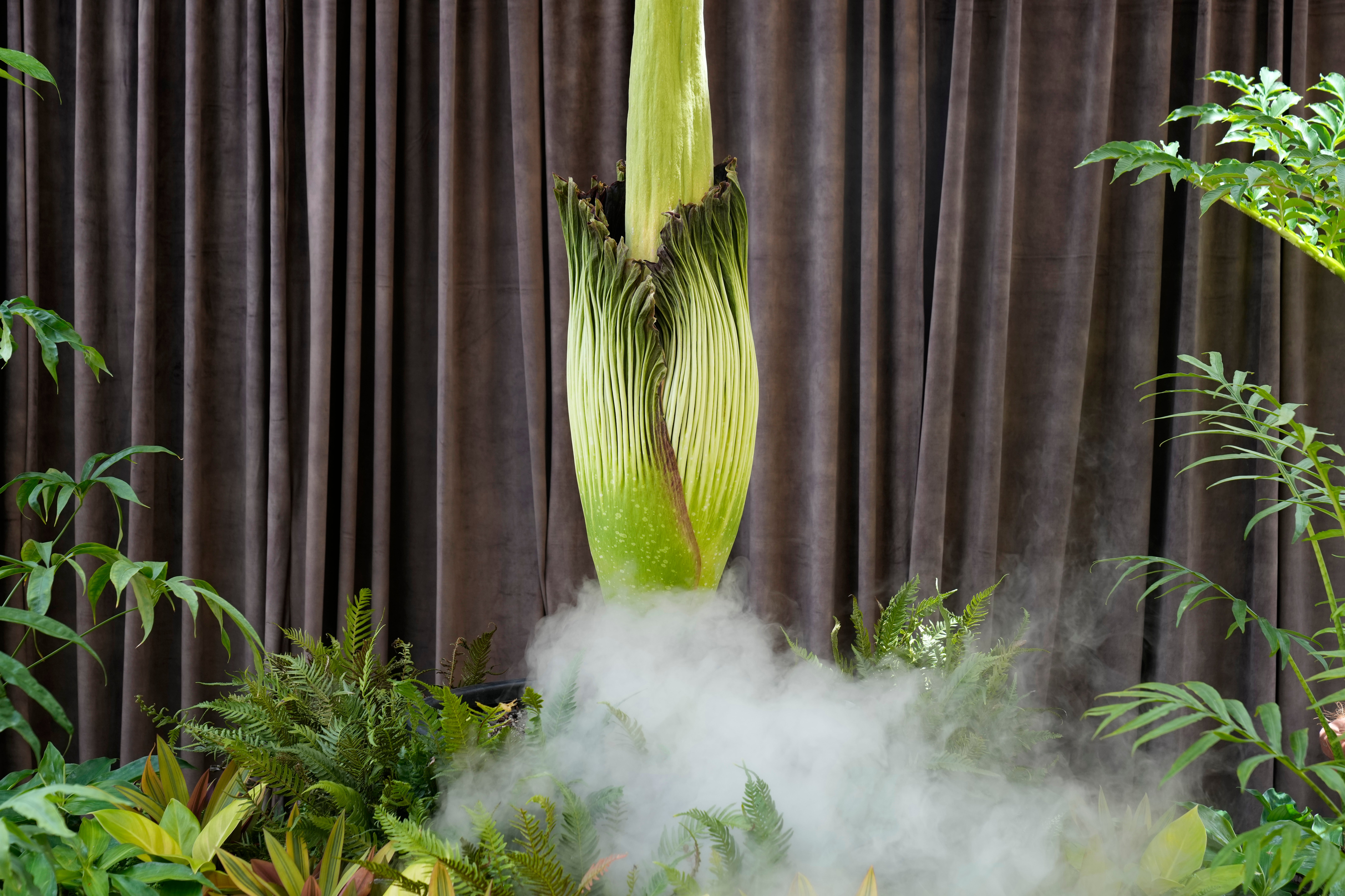Australia Corpse Flower