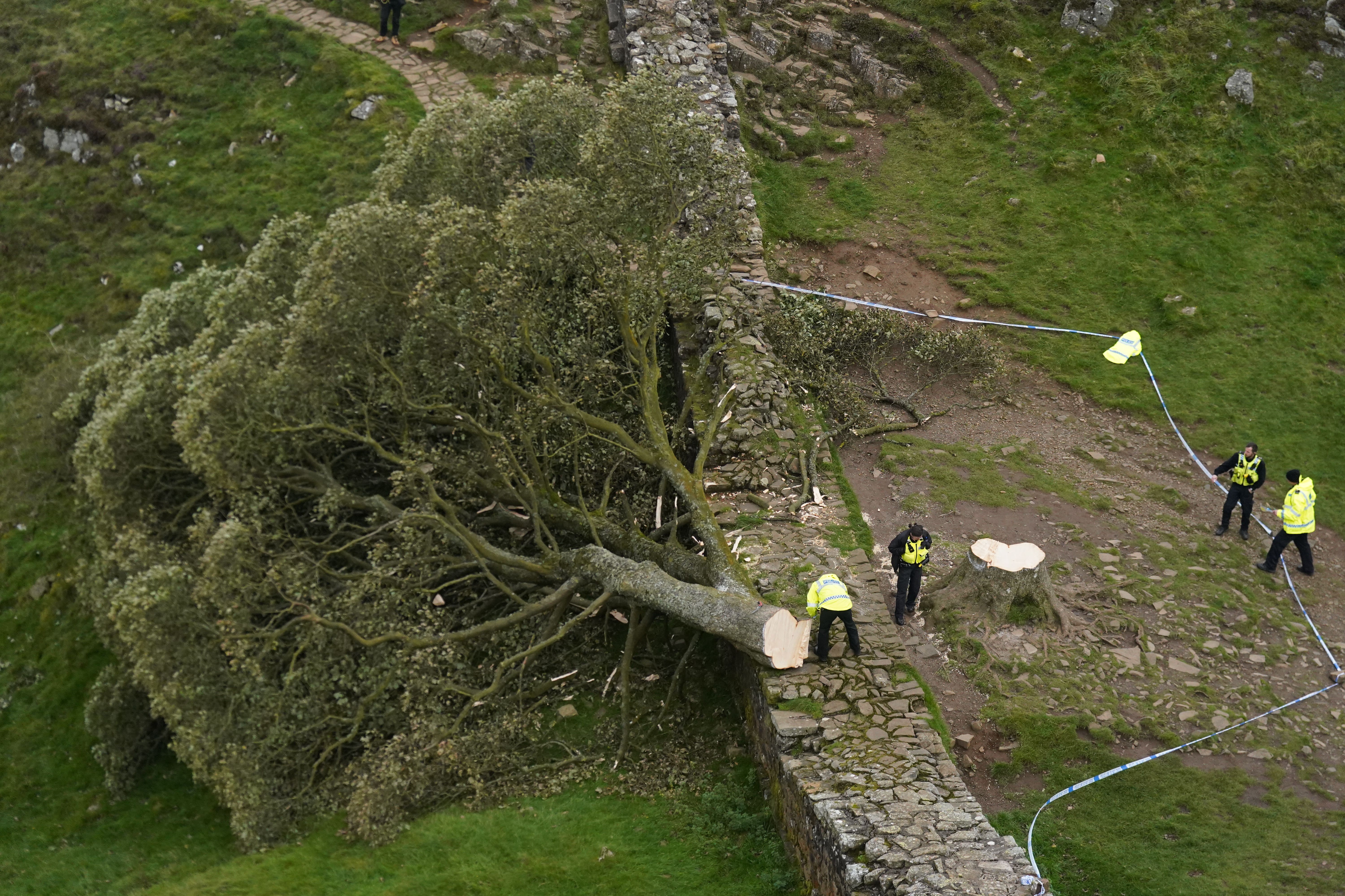 The felled tree at Sycamore Gap, next to Hadrian’s Wall, in Northumberland (Owen Humphreys/PA)