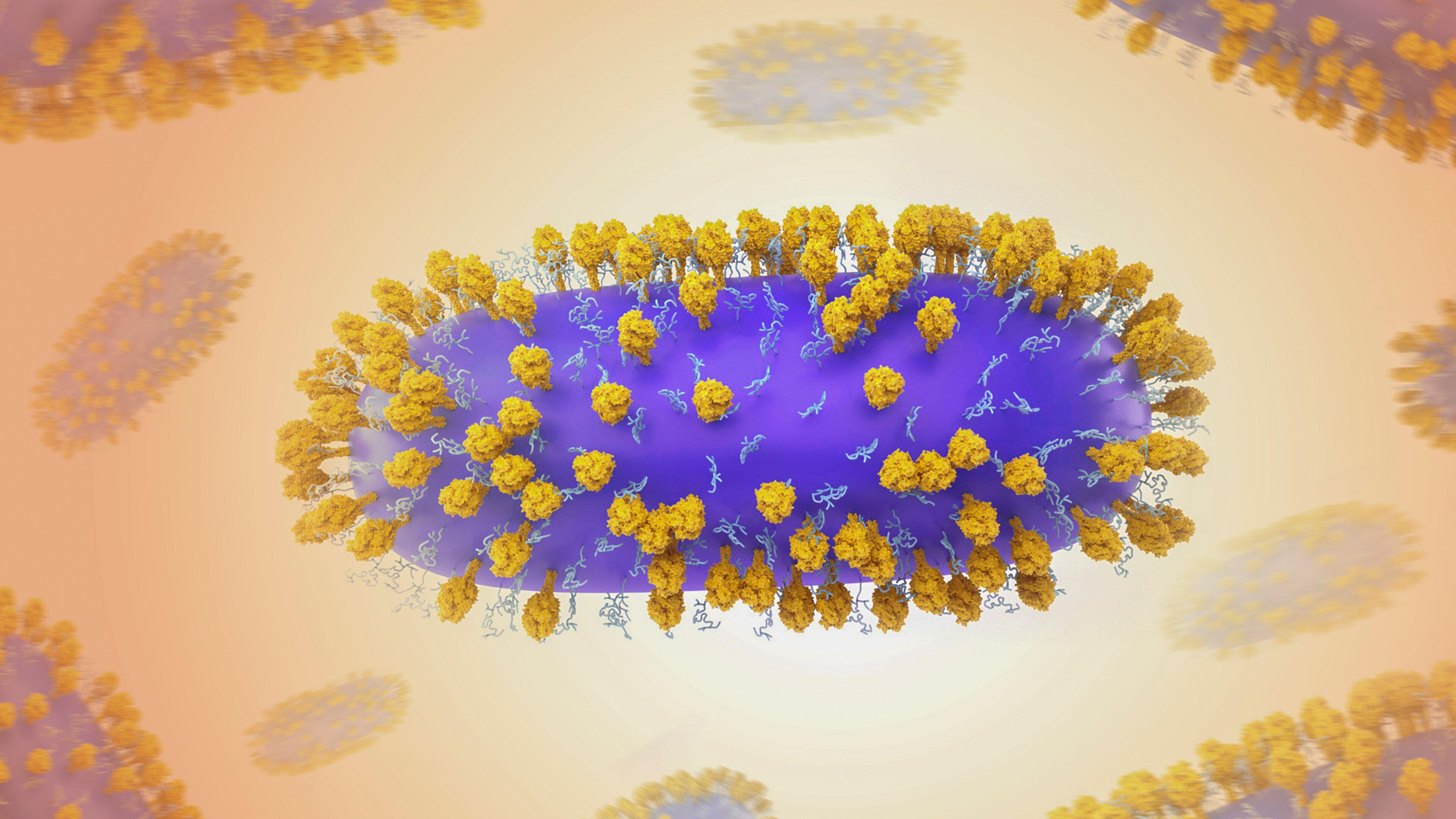 An illustration of the respiratory syncytial virus