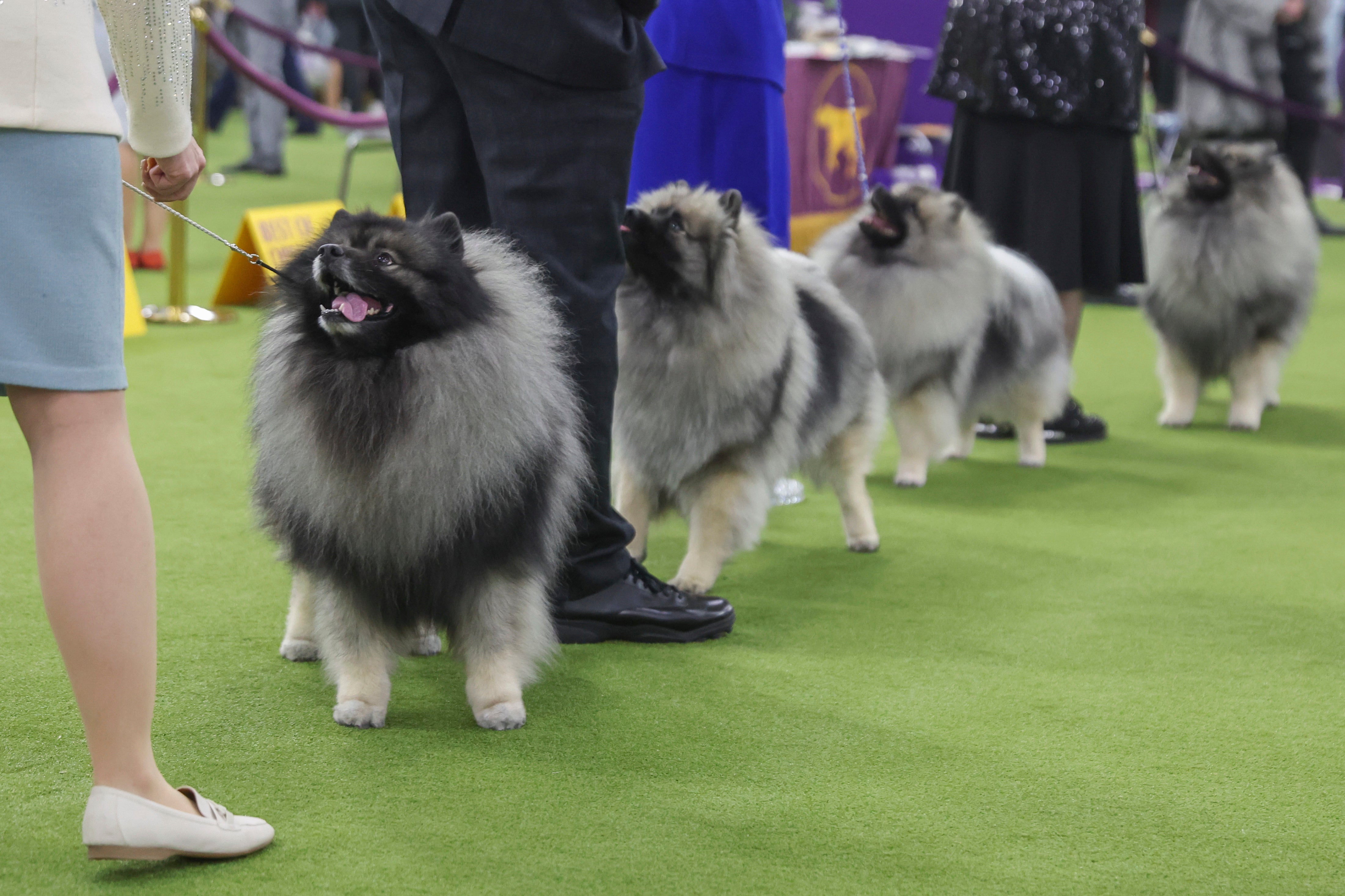 Westminster Dog Show