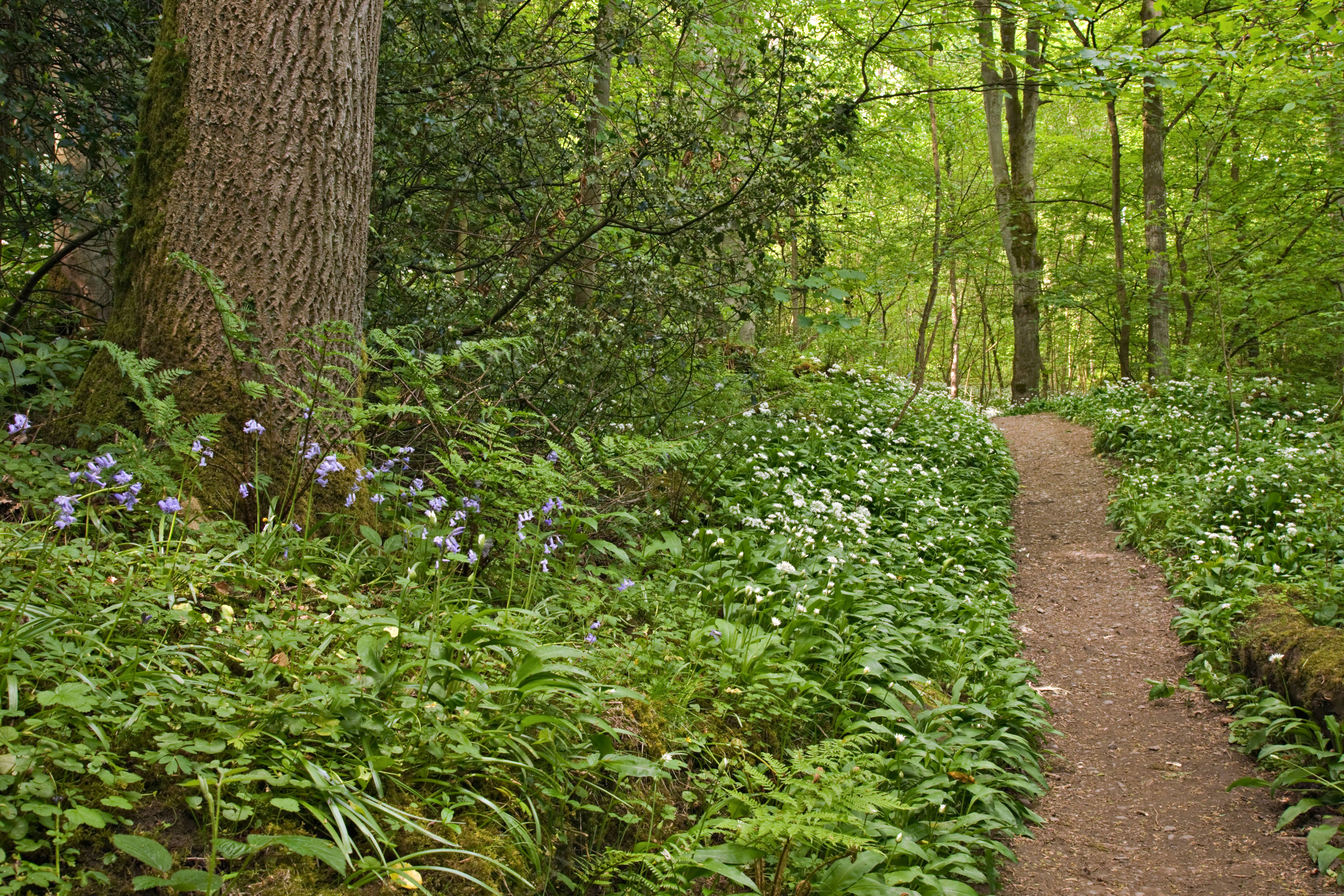 A path leading through ancient woodland with bluebells and wild garlic (Alamy/PA)