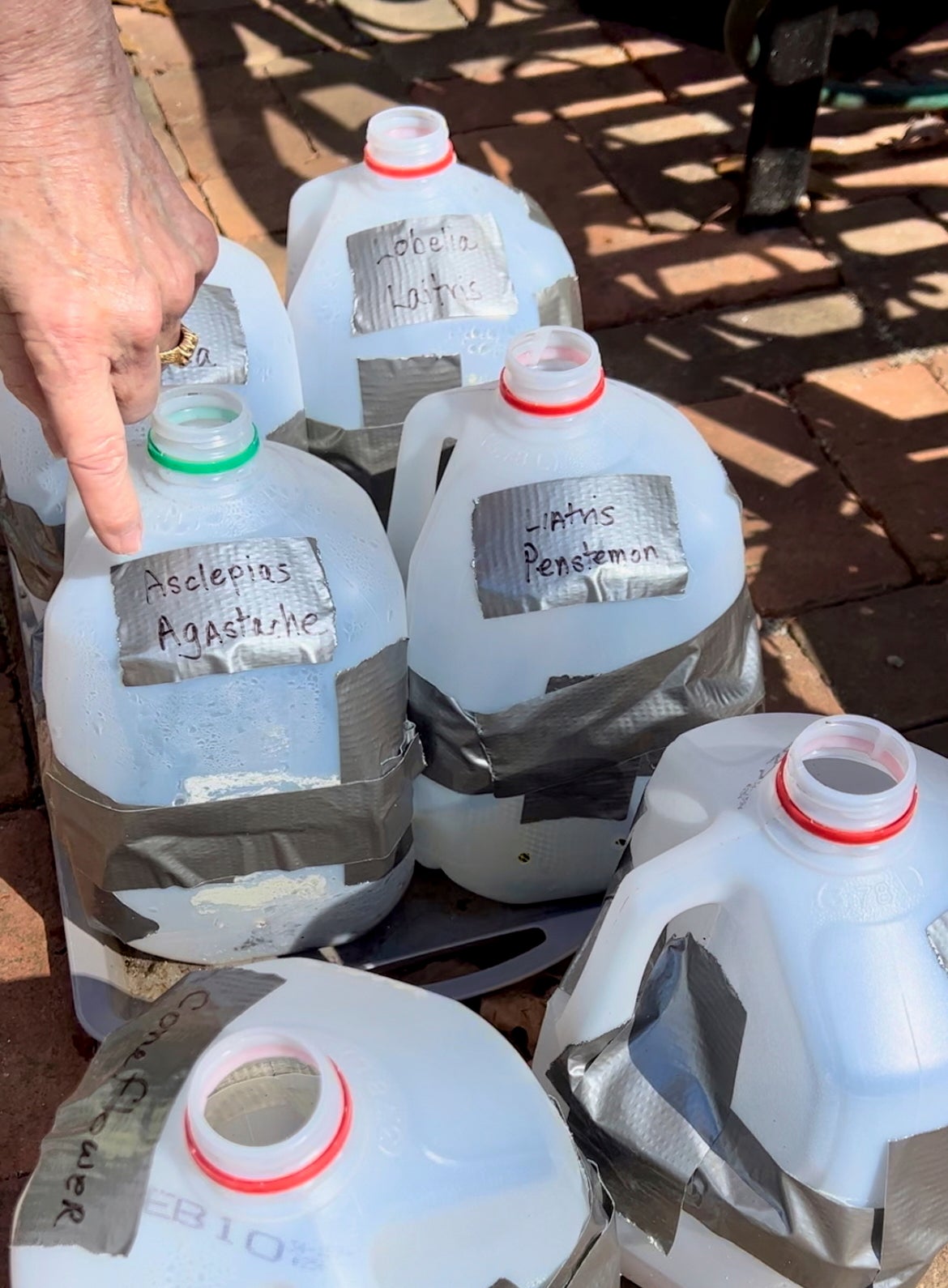 <p>Recycled milk containers serve as miniature glasshouses</p>