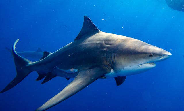 <p>The number of recorded unprovoked shark bites is down markedly from last year. The Florida Museum of Natural History’s International Shark Attack File database says there were just 47 unprovoked attacks in 2024</p>