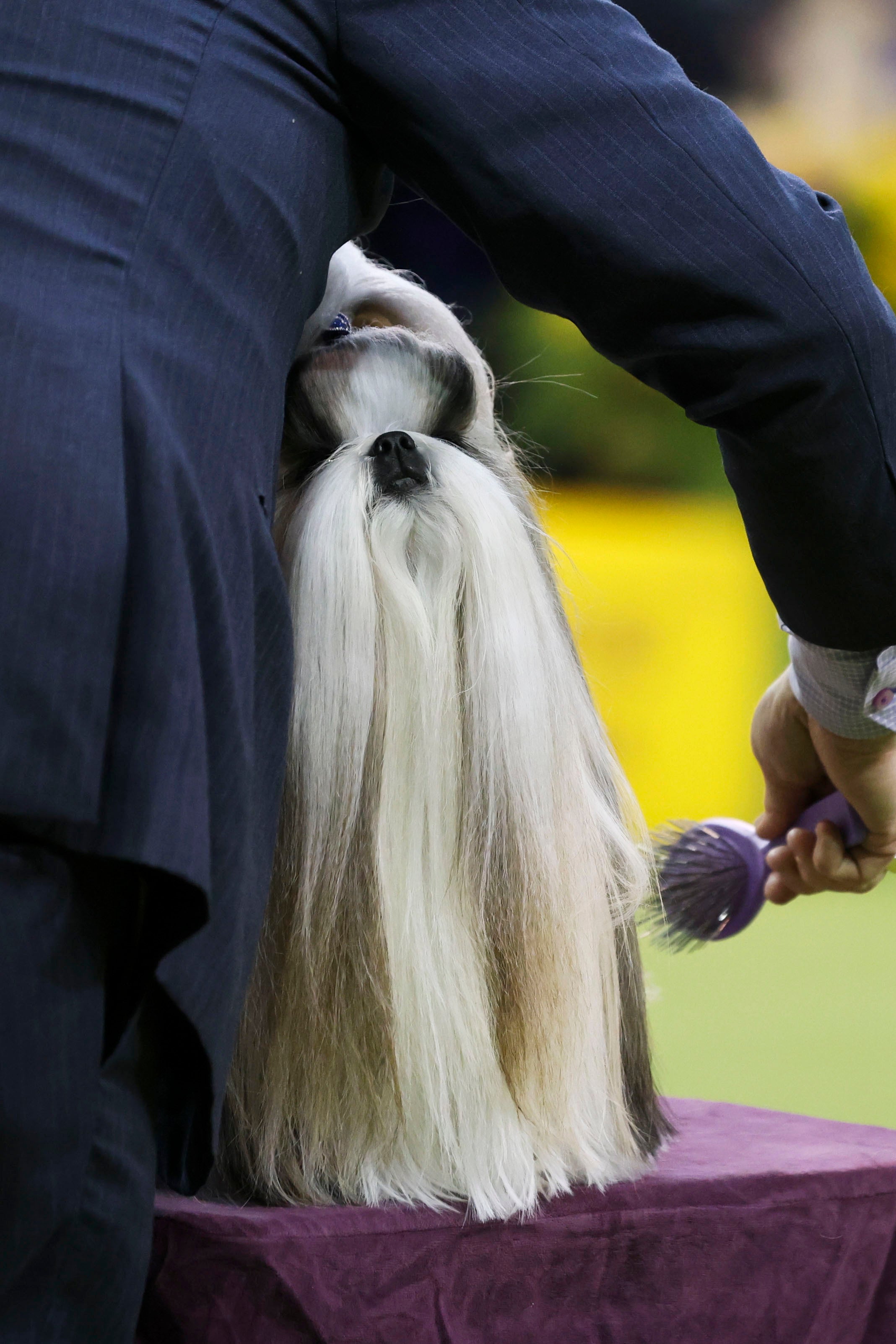 Westminster Dog Show
