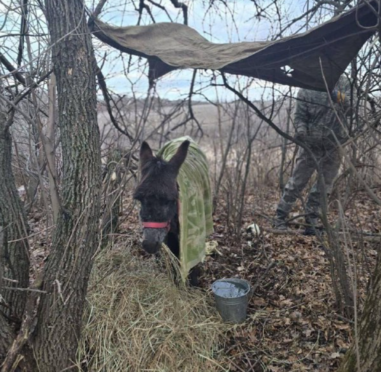 An unverified photo shows a donkey reportedly being used by Russian troops for transporting weaponry on the frontline in Ukraine
