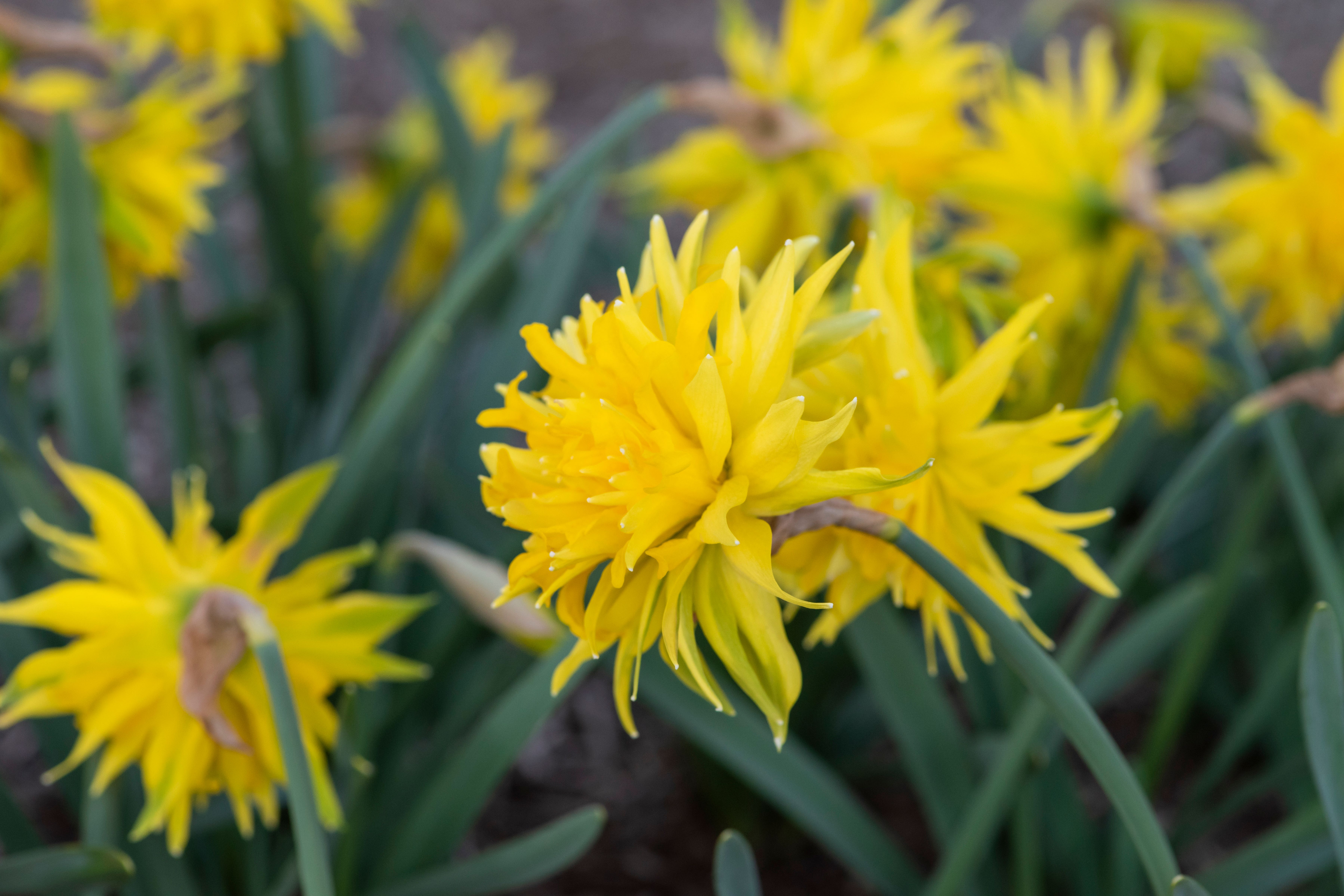 Narcissus ‘Rip Van Winkle’ (Nicola Stocken/RHS/PA)