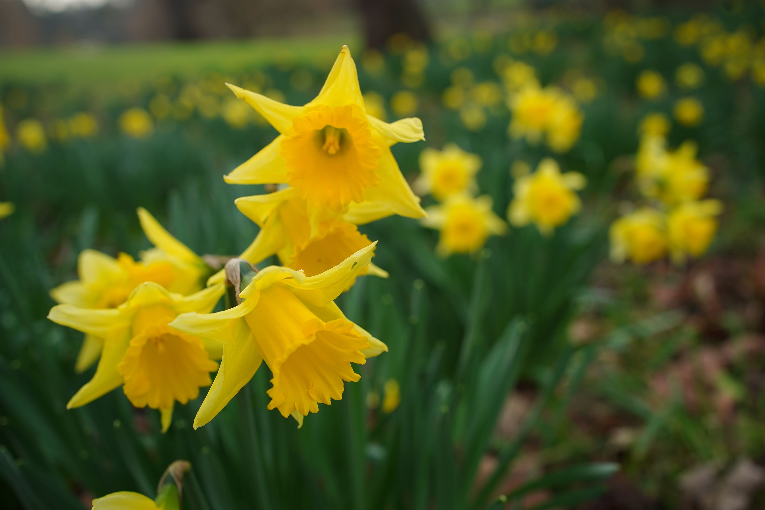 Daffodils are a sign of spring arriving (Peter Byrne/PA)