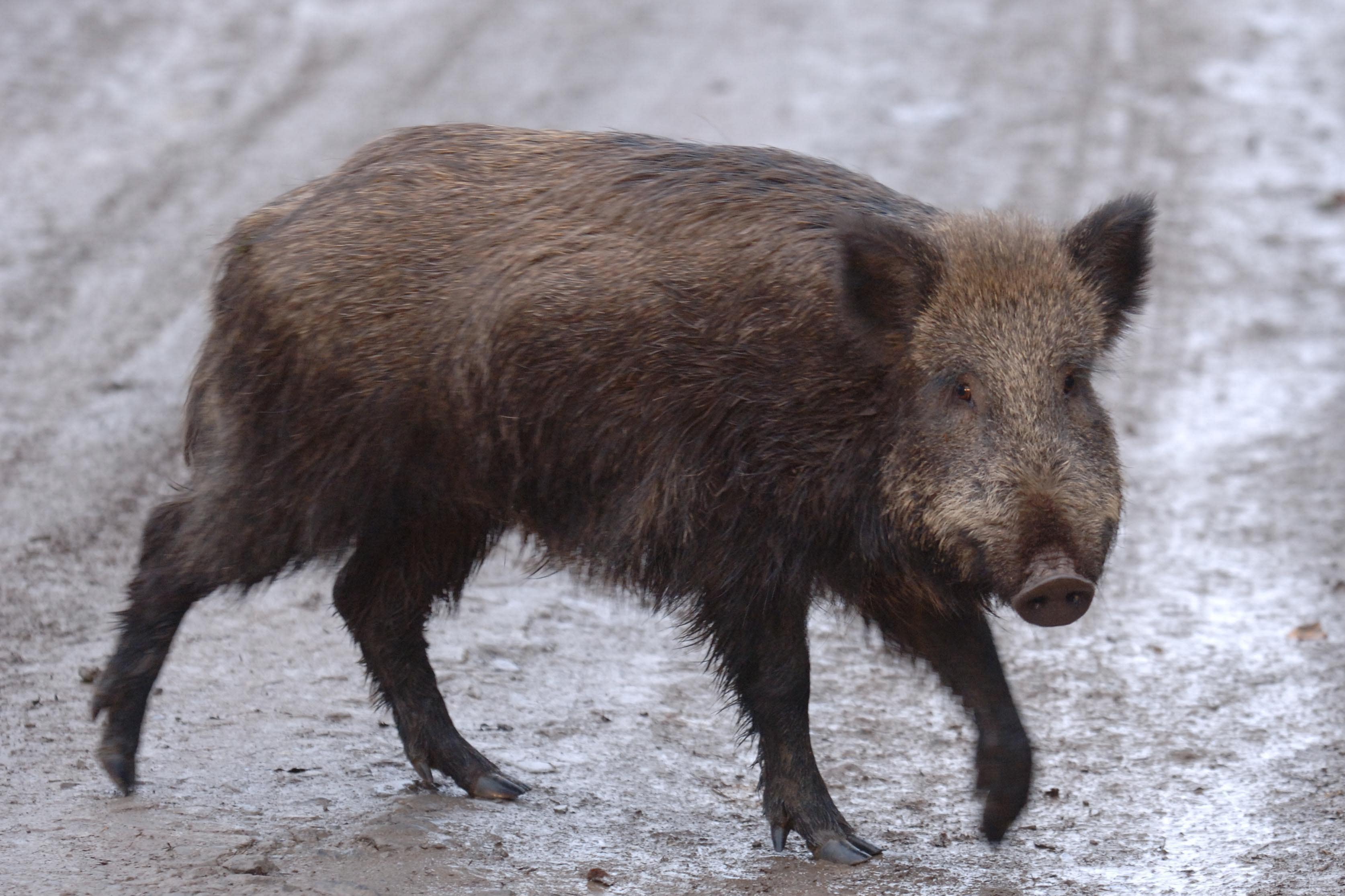The ‘feral’ pigs were released in the Cairngorms (Barry Batchelor/PA)