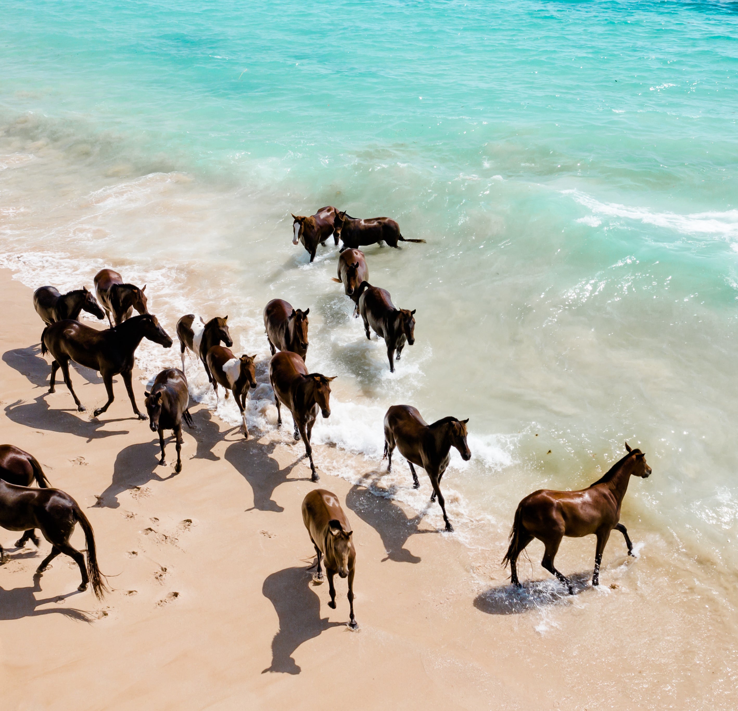 <p>Wild and free: Horses on the Sumba shoreline</p>