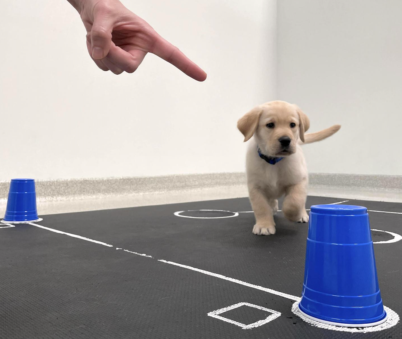 Image shows a puppy responding to a pointed finger to reach a goal