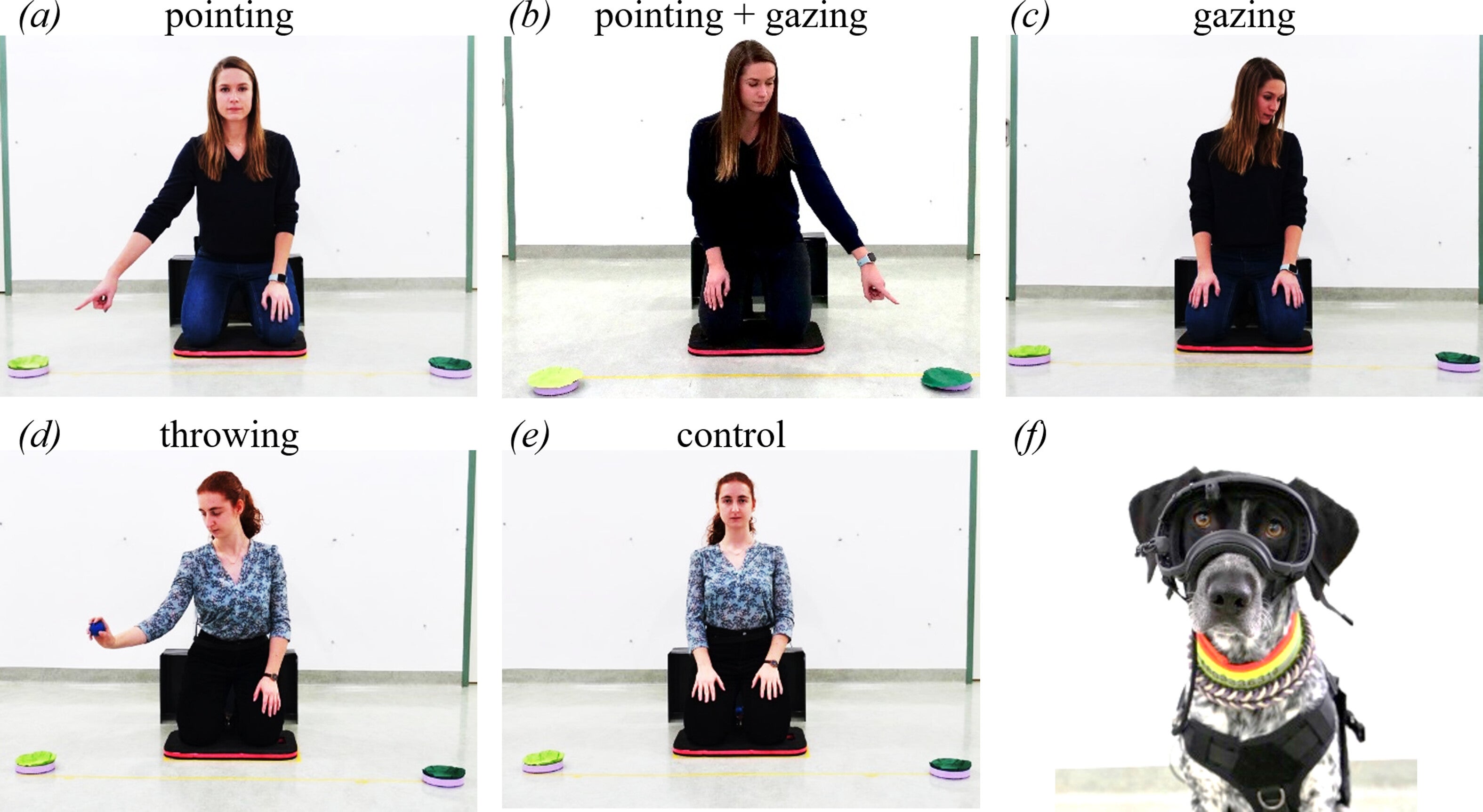 Cues provided in the test trials (signalling phase): (a) pointing, (b) pointing + gazing, (c) gazing, (d) (fake) throwing, (e) control condition (f) A dog wearing the eye-tracking headgear