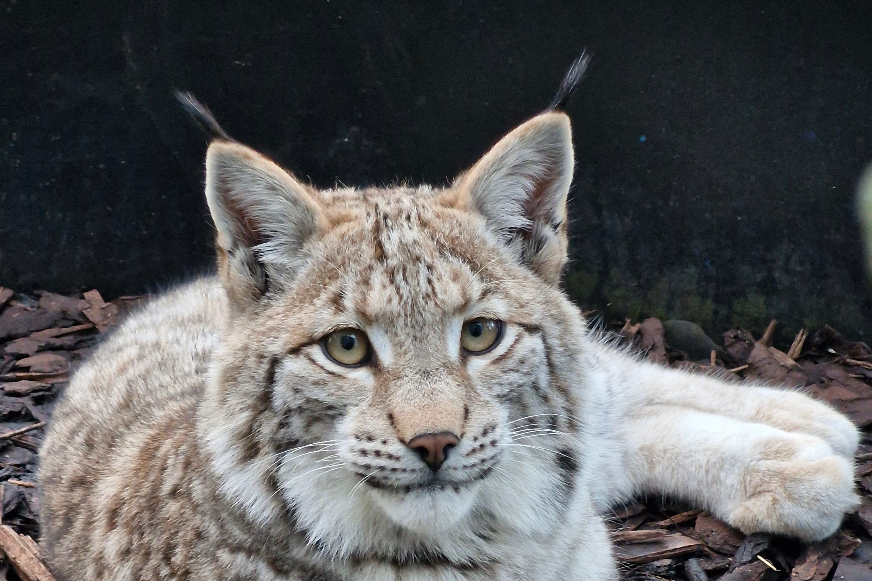 The three lynx were captured after being illegally released in the Cairngorms National Park (RZSS/PA)