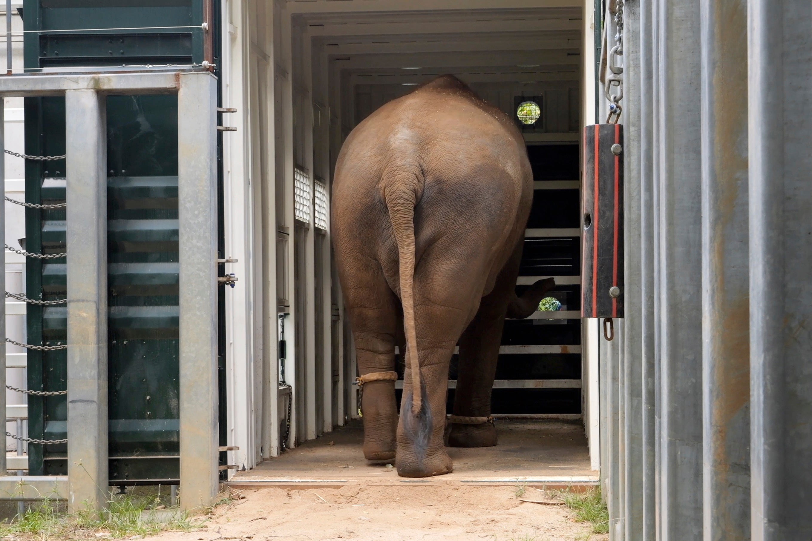 Australia Trucking Elephants