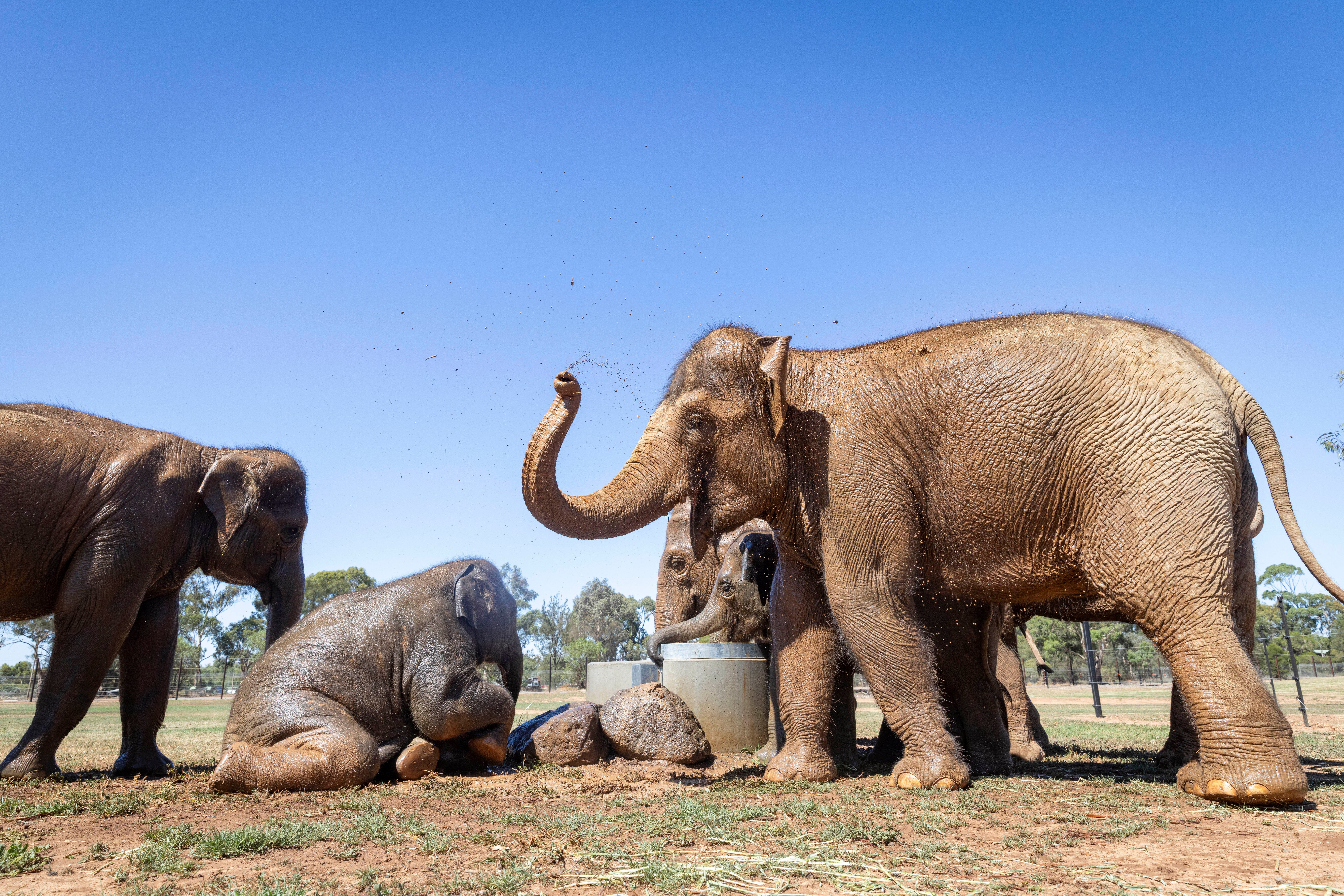 Australia Trucking Elephants