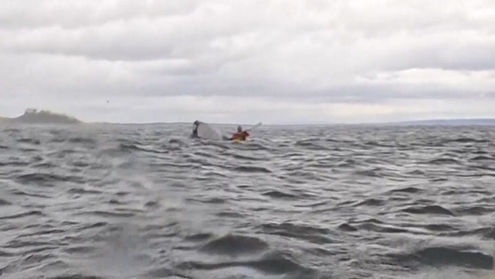 <p>Humpback whale swallows and spits out kayaker off Chile coast</p>