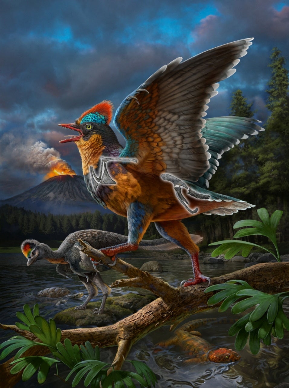 A life reconstruction of the Jurassic Period bird Baminornis zhenghensis is seen in this illustration released on February 12, 2025