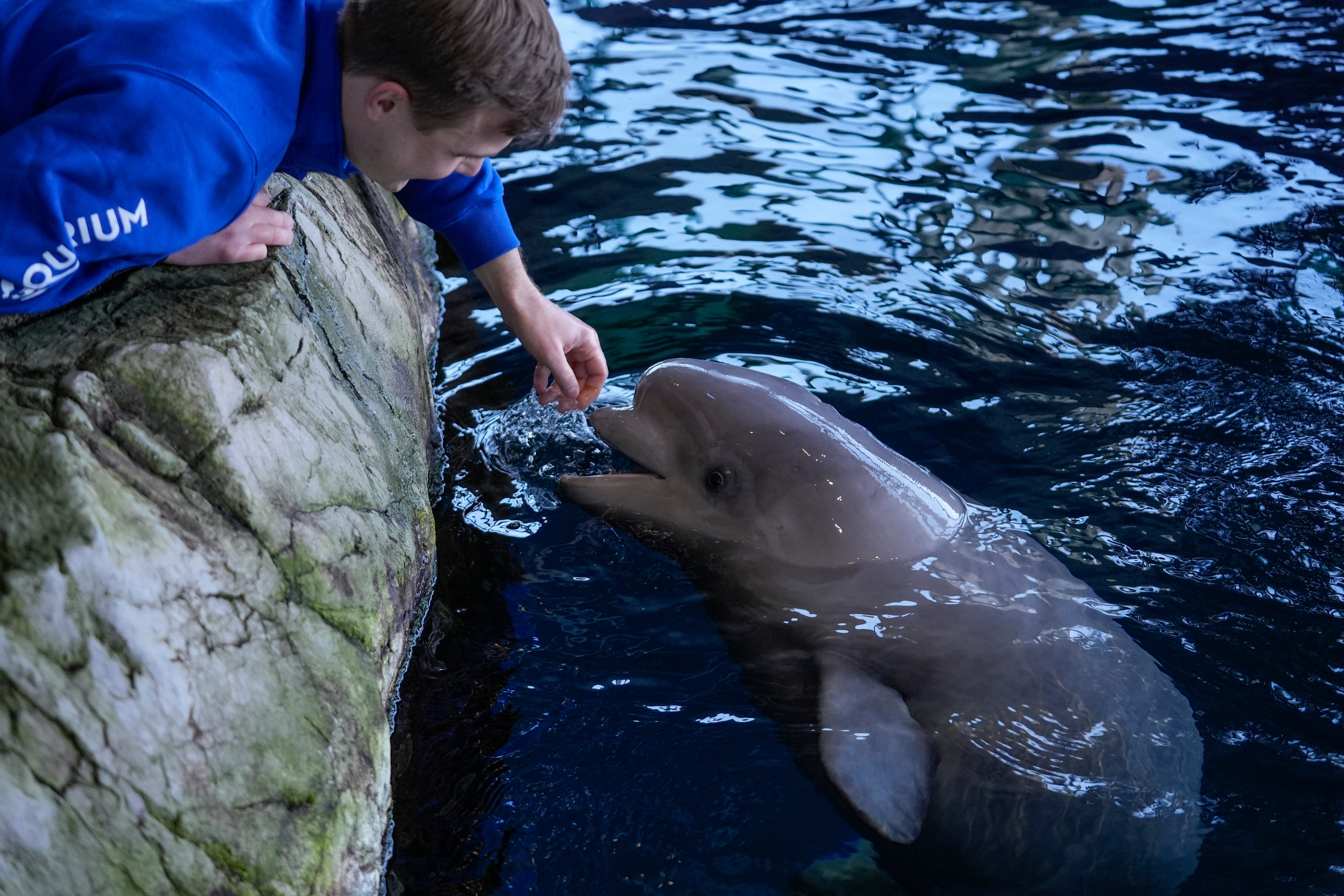 Chicago Beluga Calf