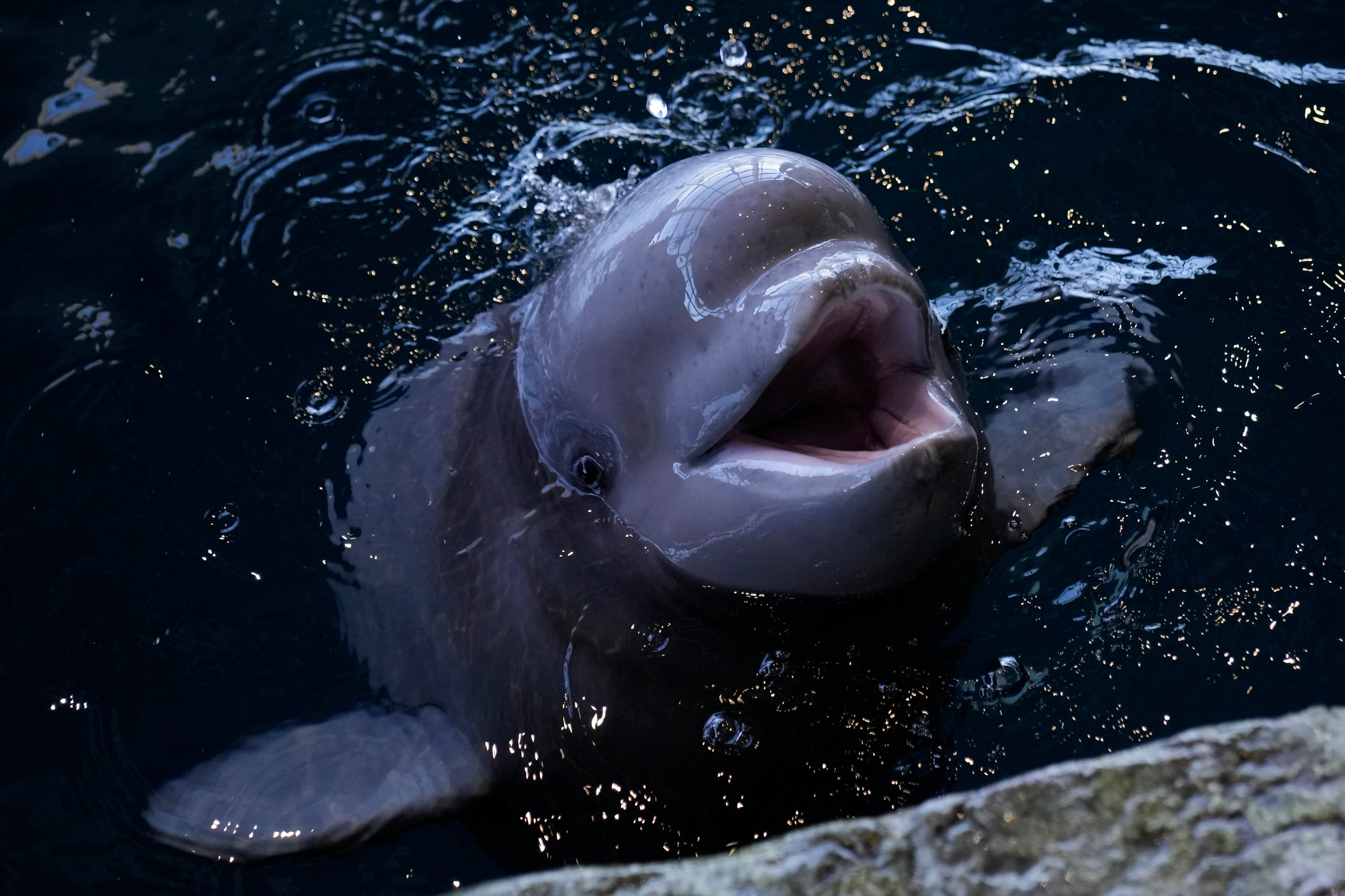 Chicago Beluga Calf