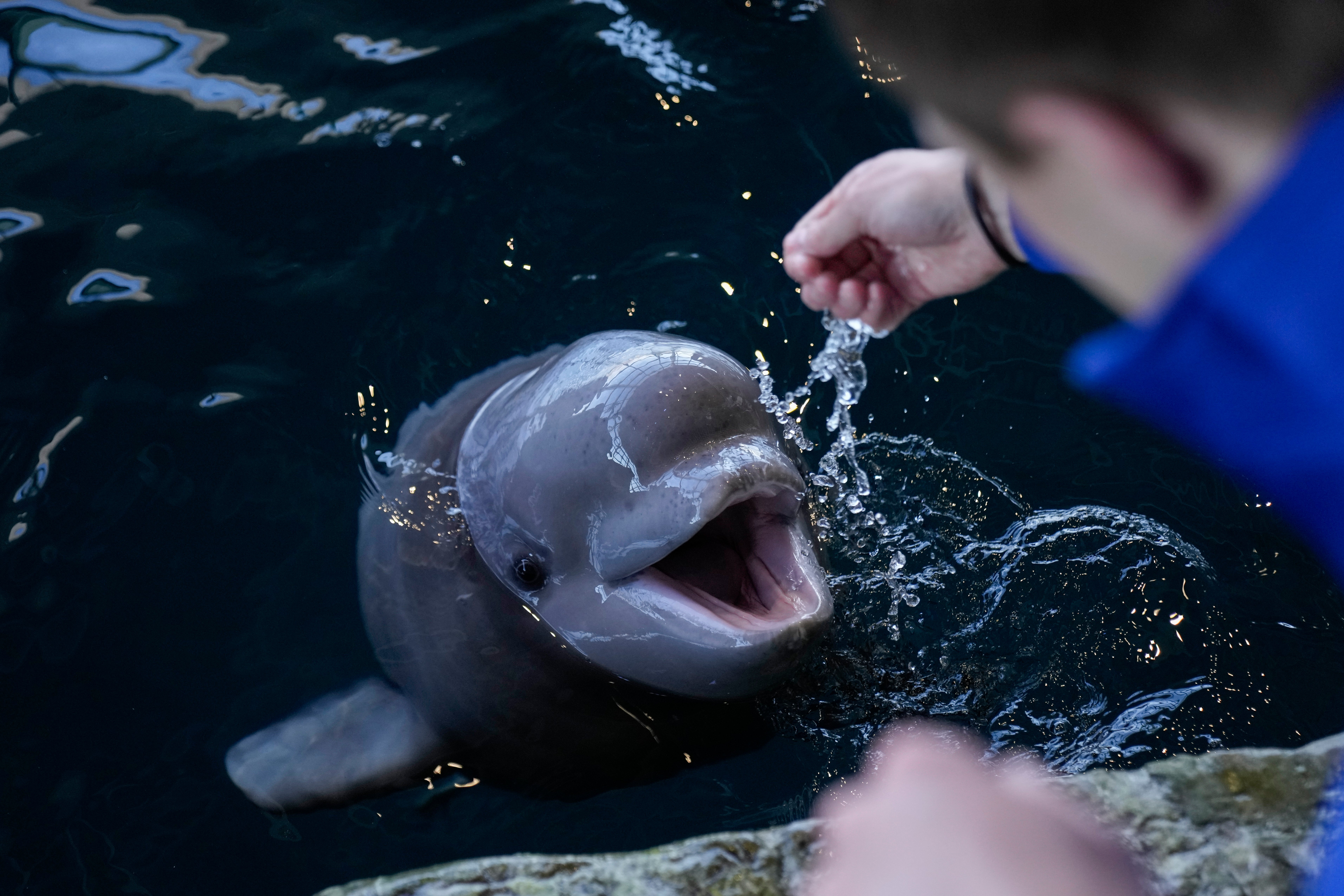 Chicago Beluga Calf