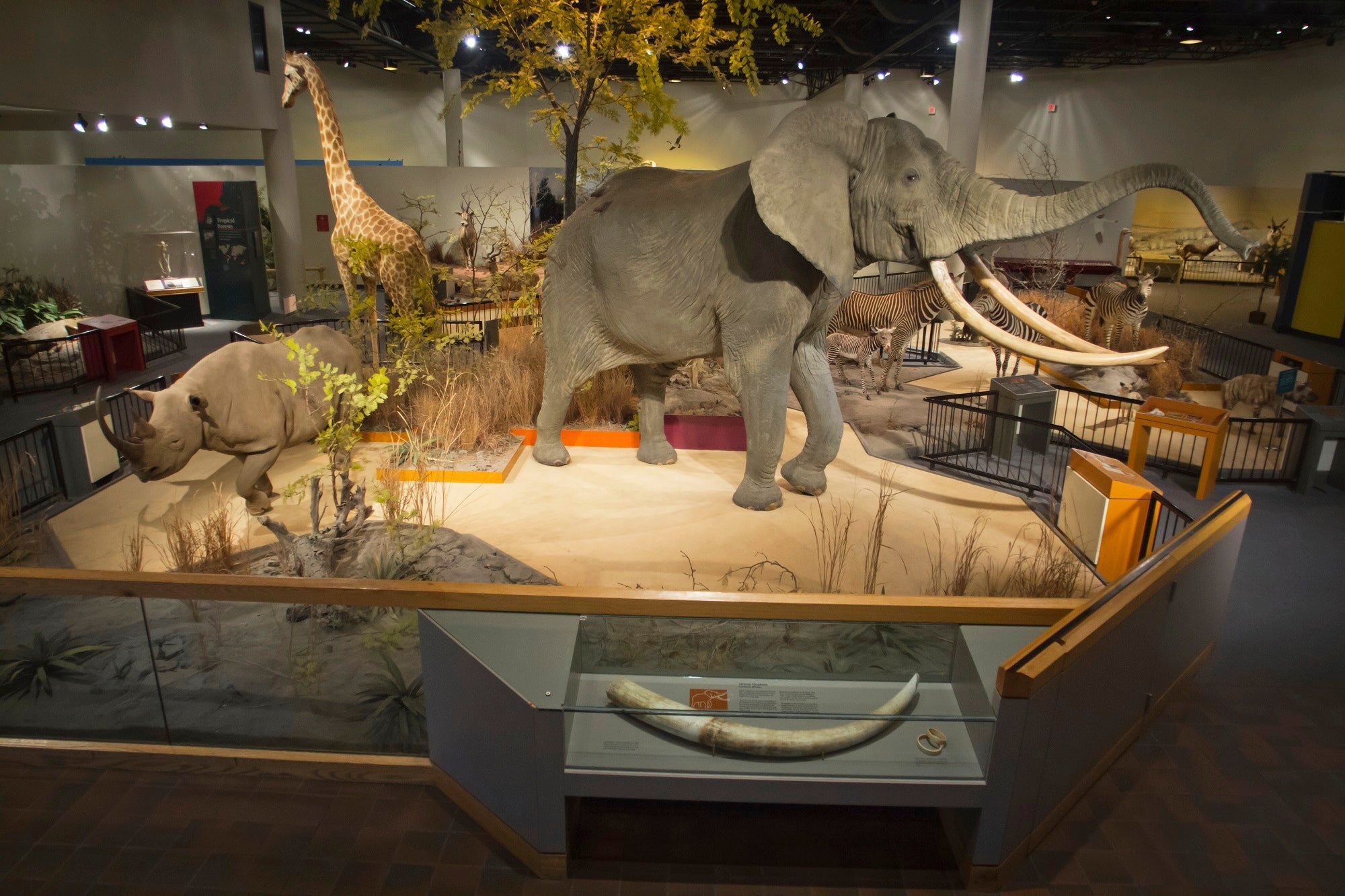 Taxidermy Museum-Closed