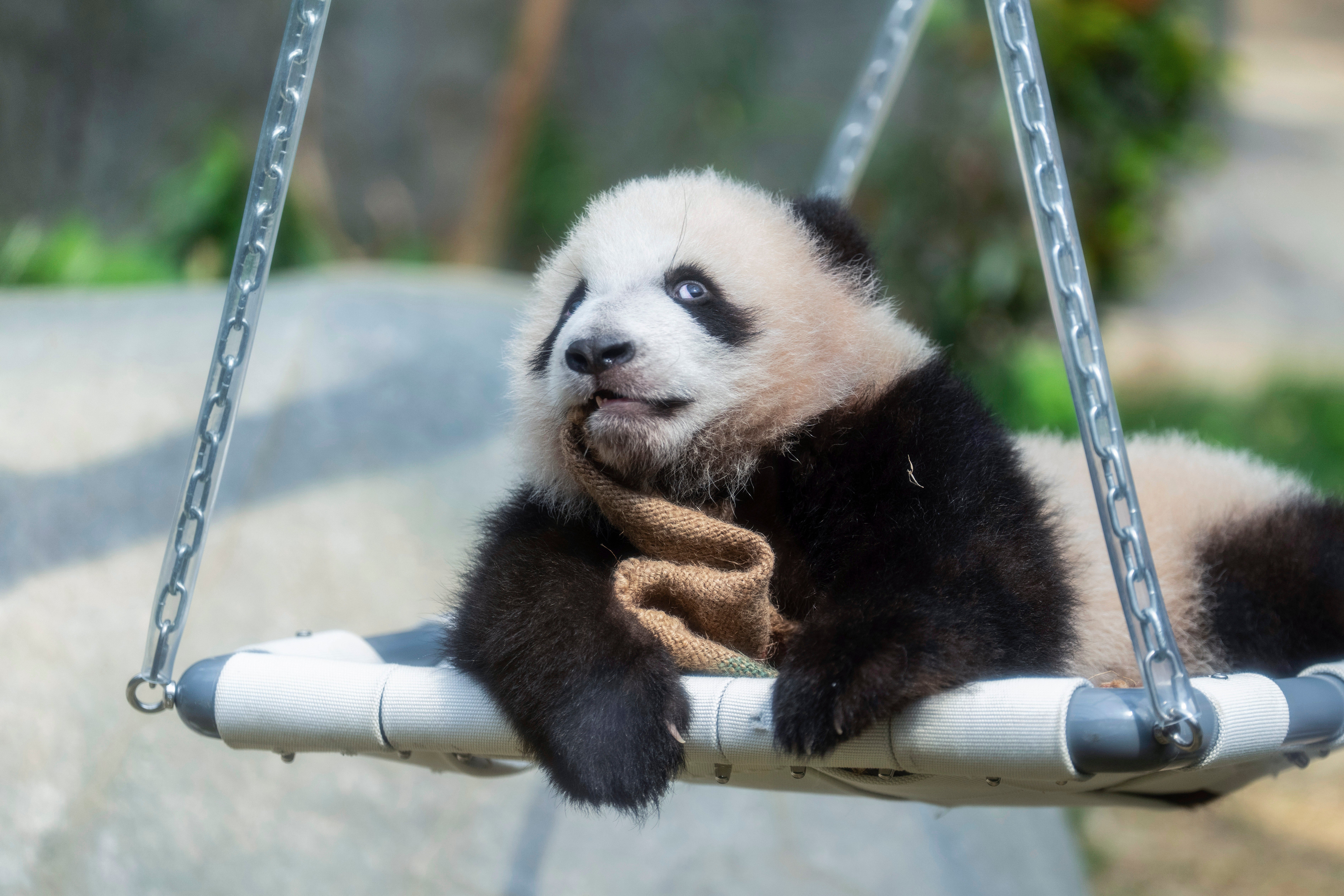 A giant panda cub is seen during the public presentation of twin cubs born in Hong Kong at Ocean Park in Hong Kong, Saturday, 15 February 2025
