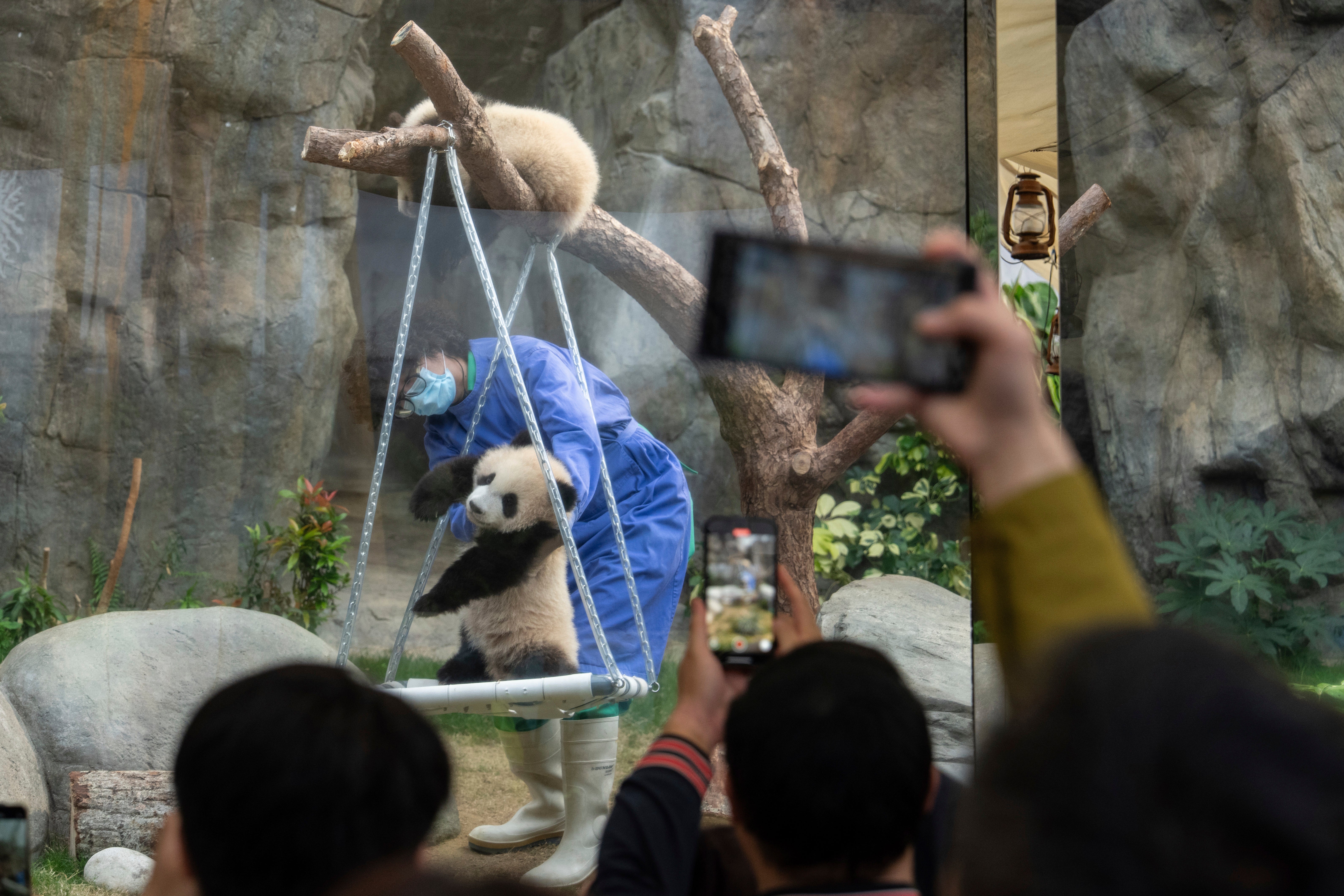 Two giant panda cubs make their first presentation to the public in Ocean Park, Hong Kong, Sunday, 16 February 2025