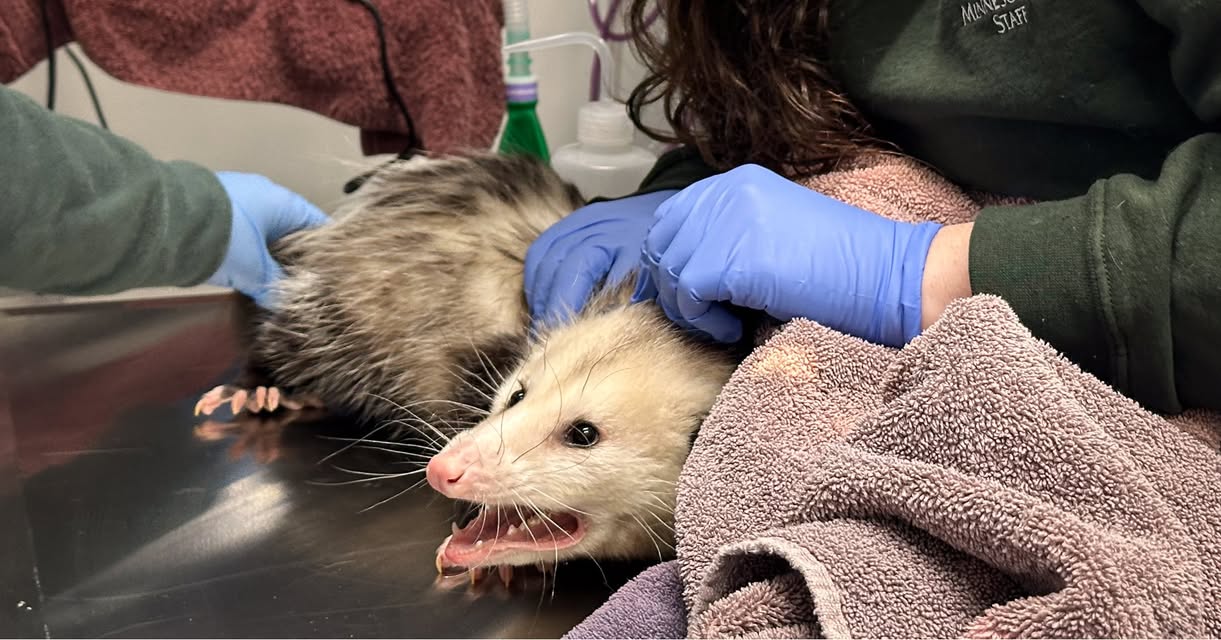 An opossum is recovering in Nebraska after a family discovered she ate an entire Costco chocolate cake on their back porch