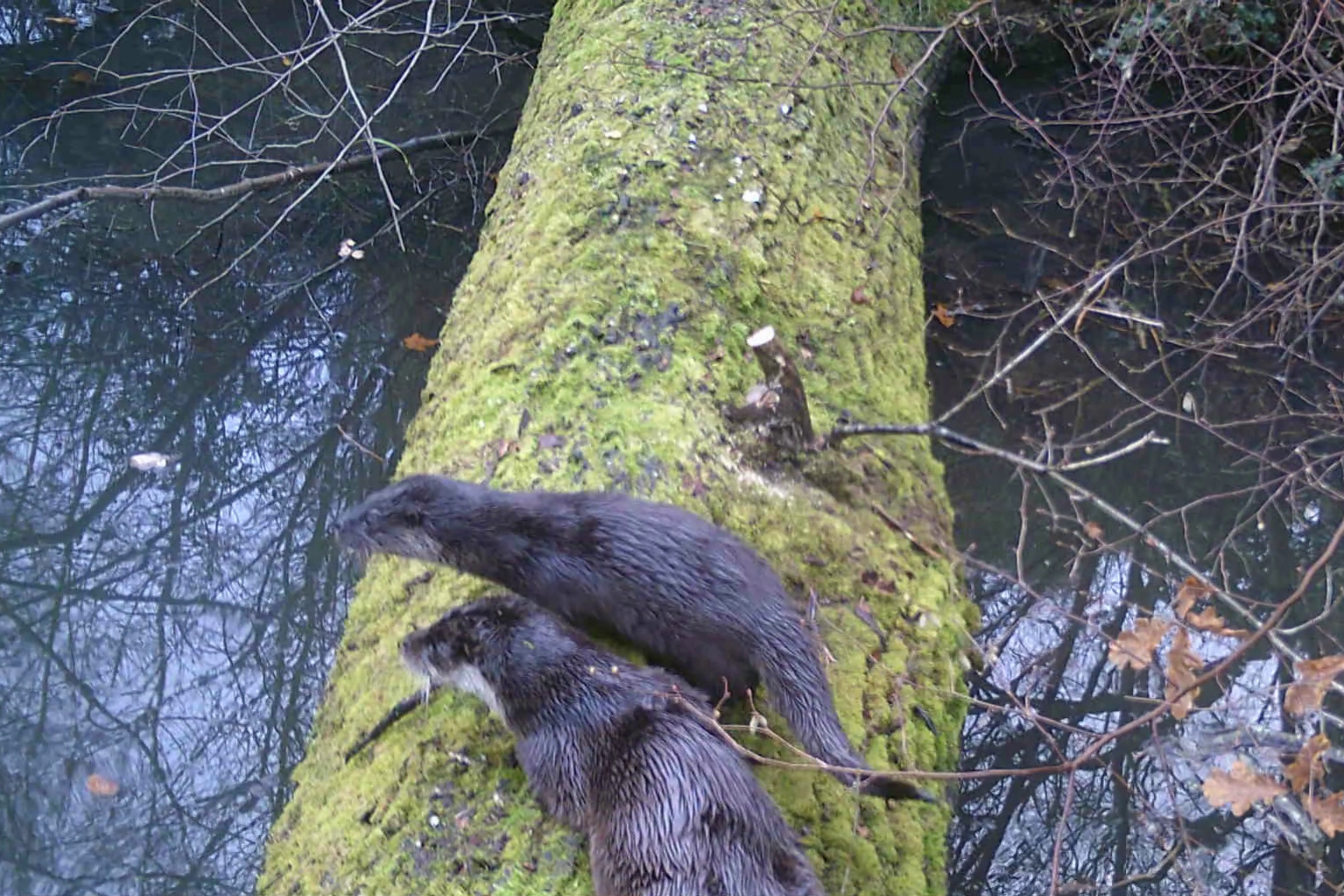 Mother and otter pup at Ewhurst Park, Hampshire (Ewhurst Park/PA)