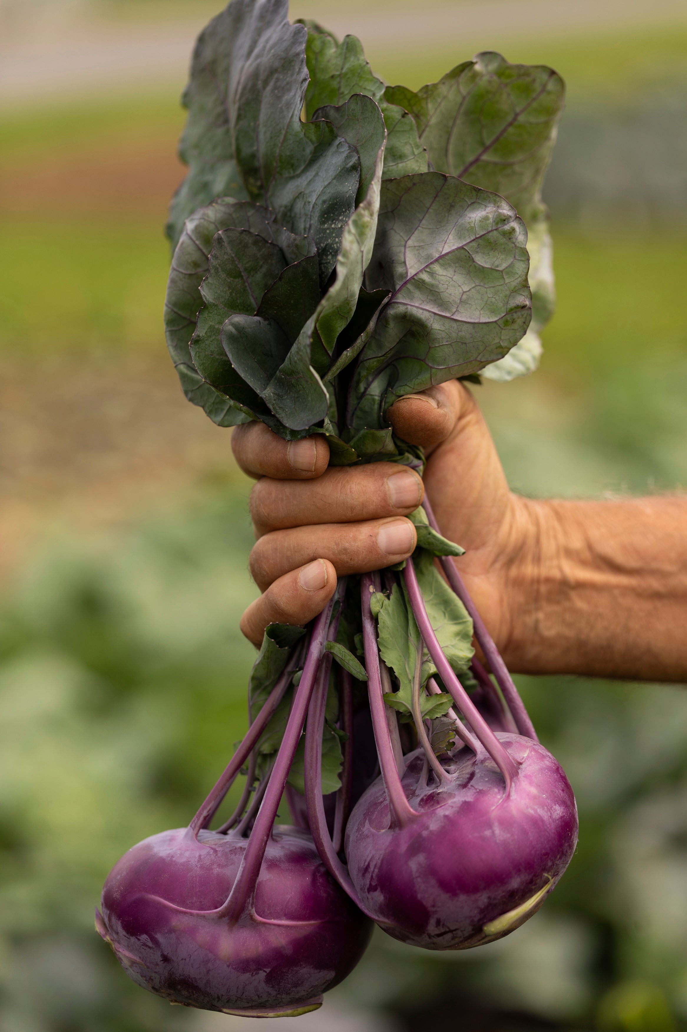 Gardening-Select New Plants