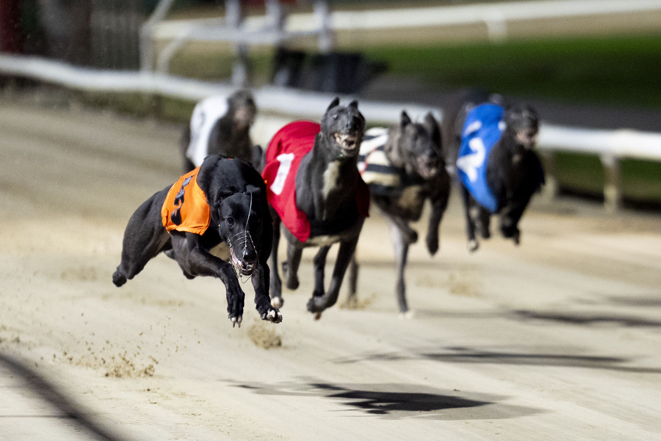 A ban on greyhound racing has been announced in Wales (Stock image/Jordan Pettitt/PA Wire)
