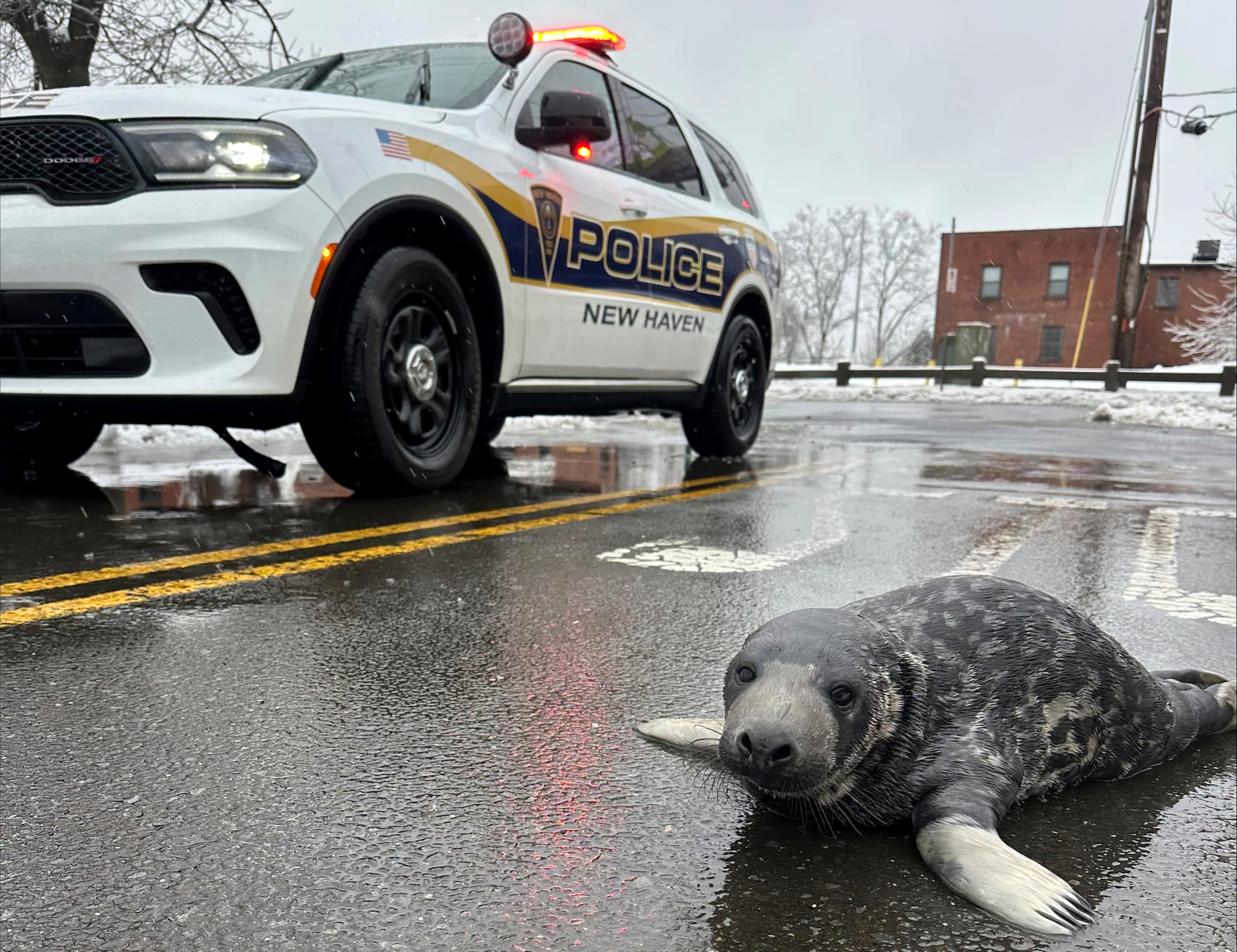 US Baby Seal Rescue