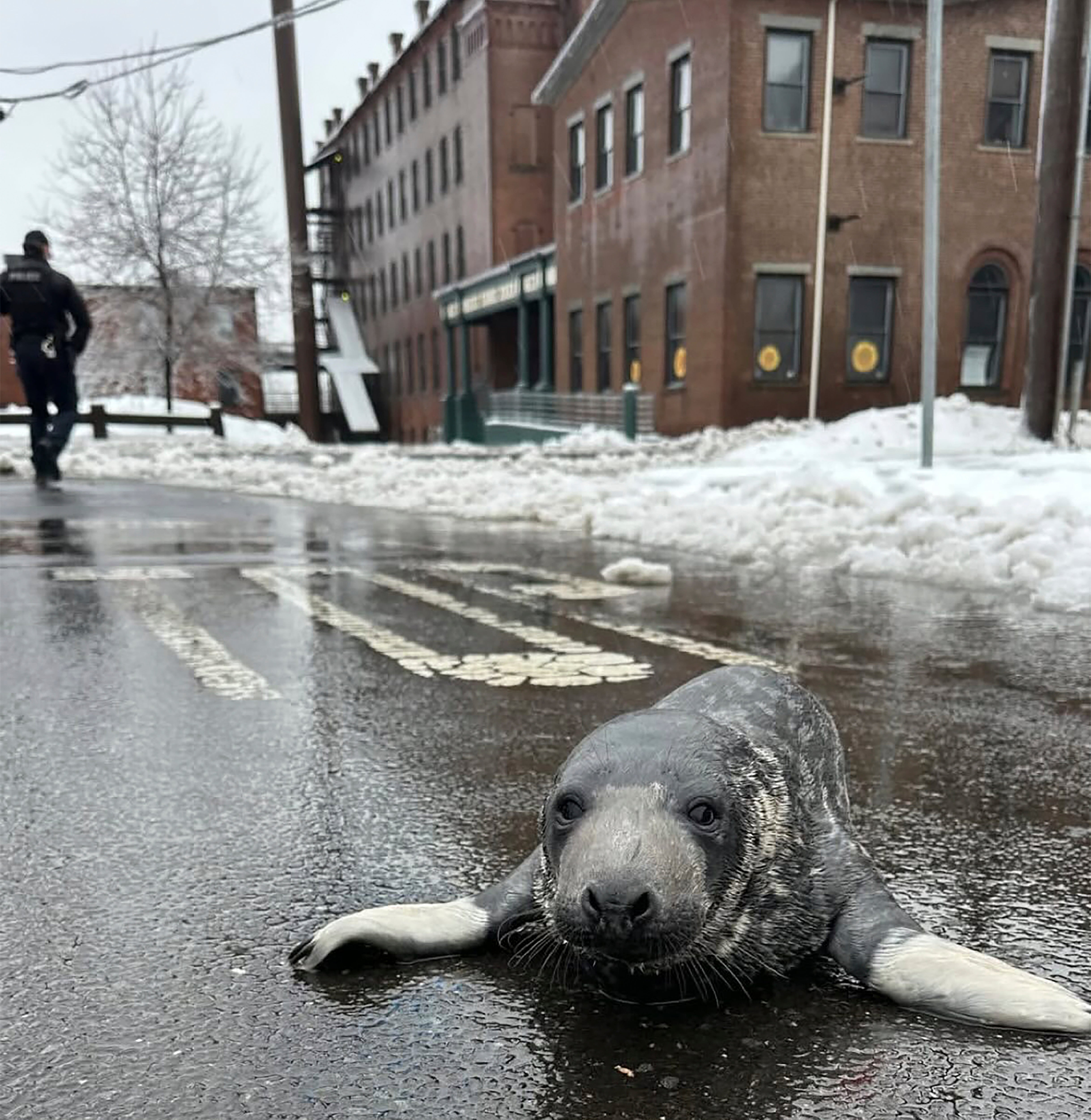 US Baby Seal Rescue