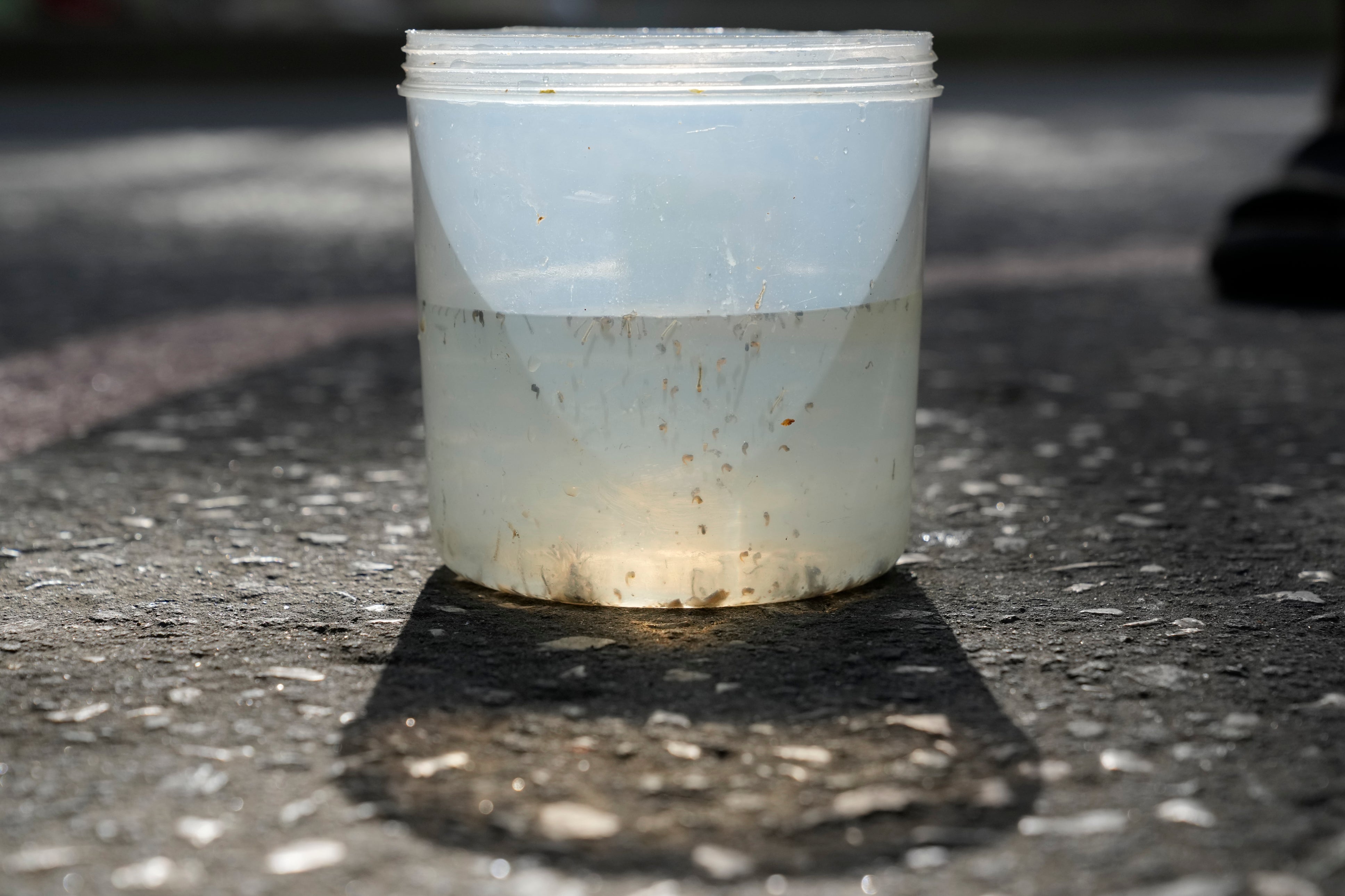 A container with mosquito larvas, captured by a resident, waits for inspection in Mandaluyong city