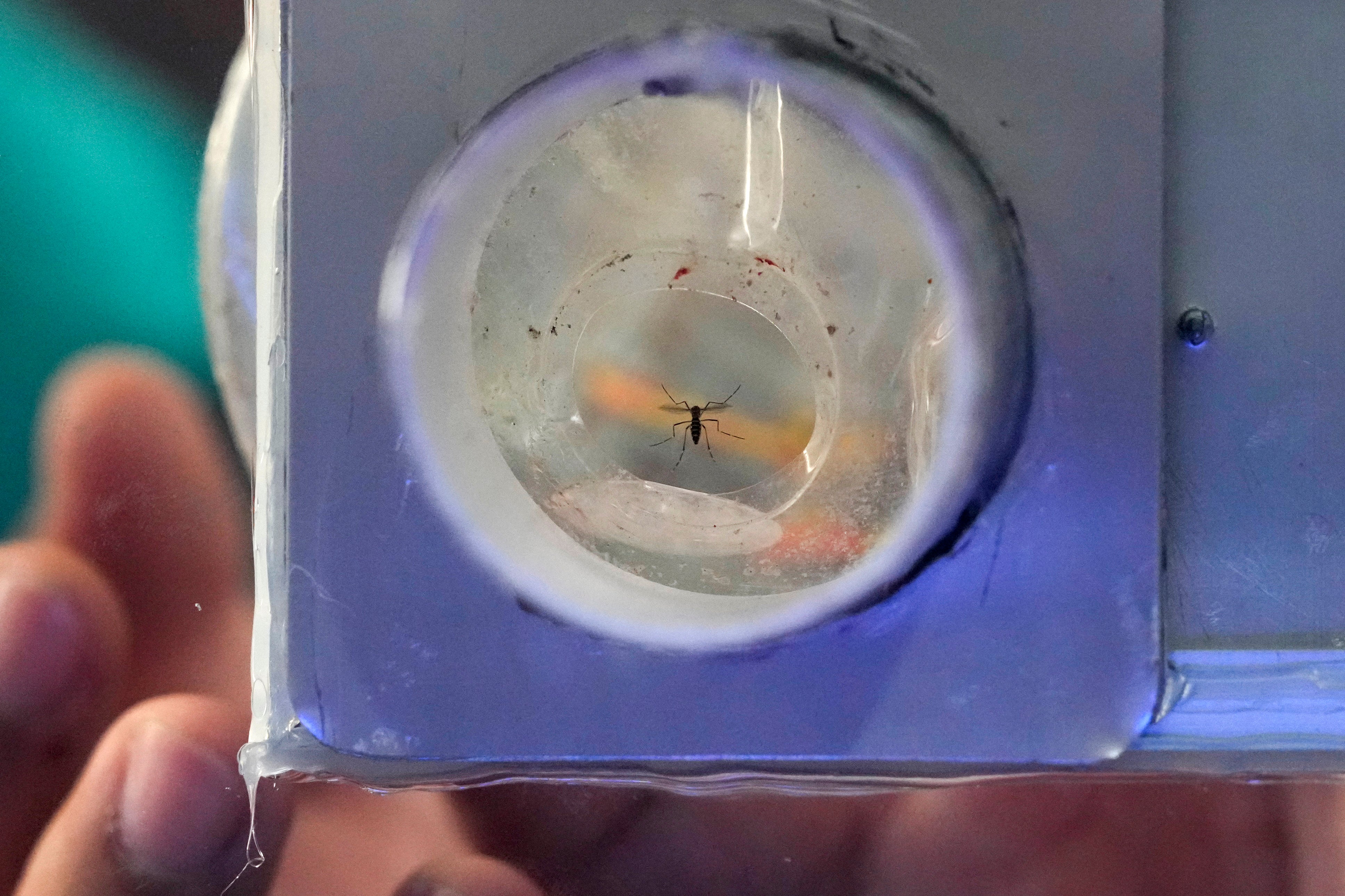 A mosquito, captured by a resident, flies to a glass enclosure with a UV light trap in Mandaluyong city
