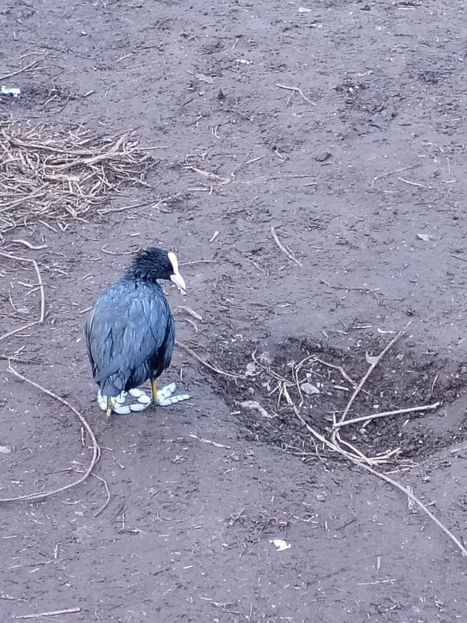 A coot covered in oil near the River Wandle