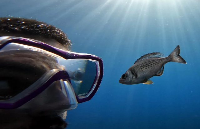 <p>Study author, Maëlan Tomasek, with a fish 'volunteer' in the experiment conducted in the Mediterranean Sea</p>