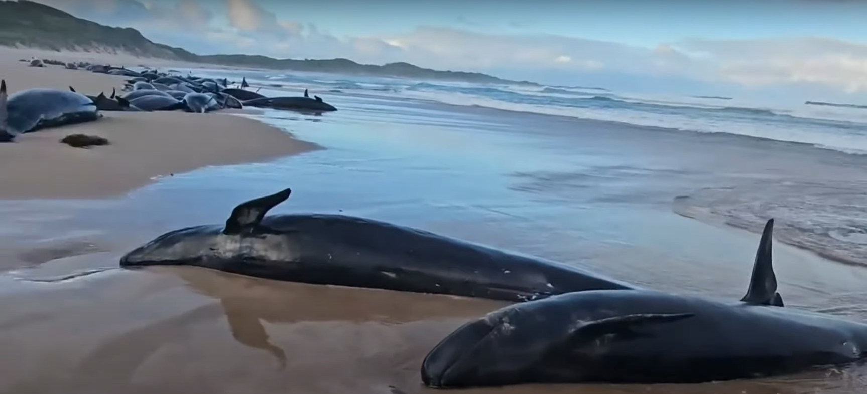 More than 150 false killer whales stranded on a remote beach in Tasmania. Rough ocean conditions and the remote location of the beach made it difficult to refloat them, authorities said