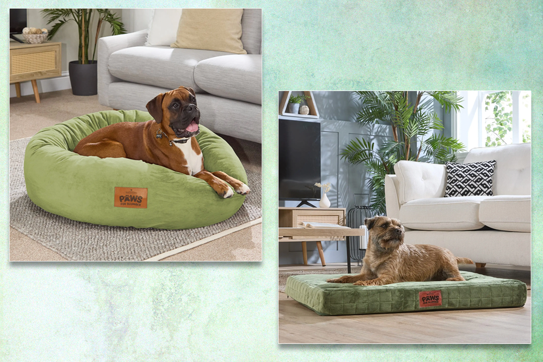 We called in the help of some canine testers to put these dog beds through their paces