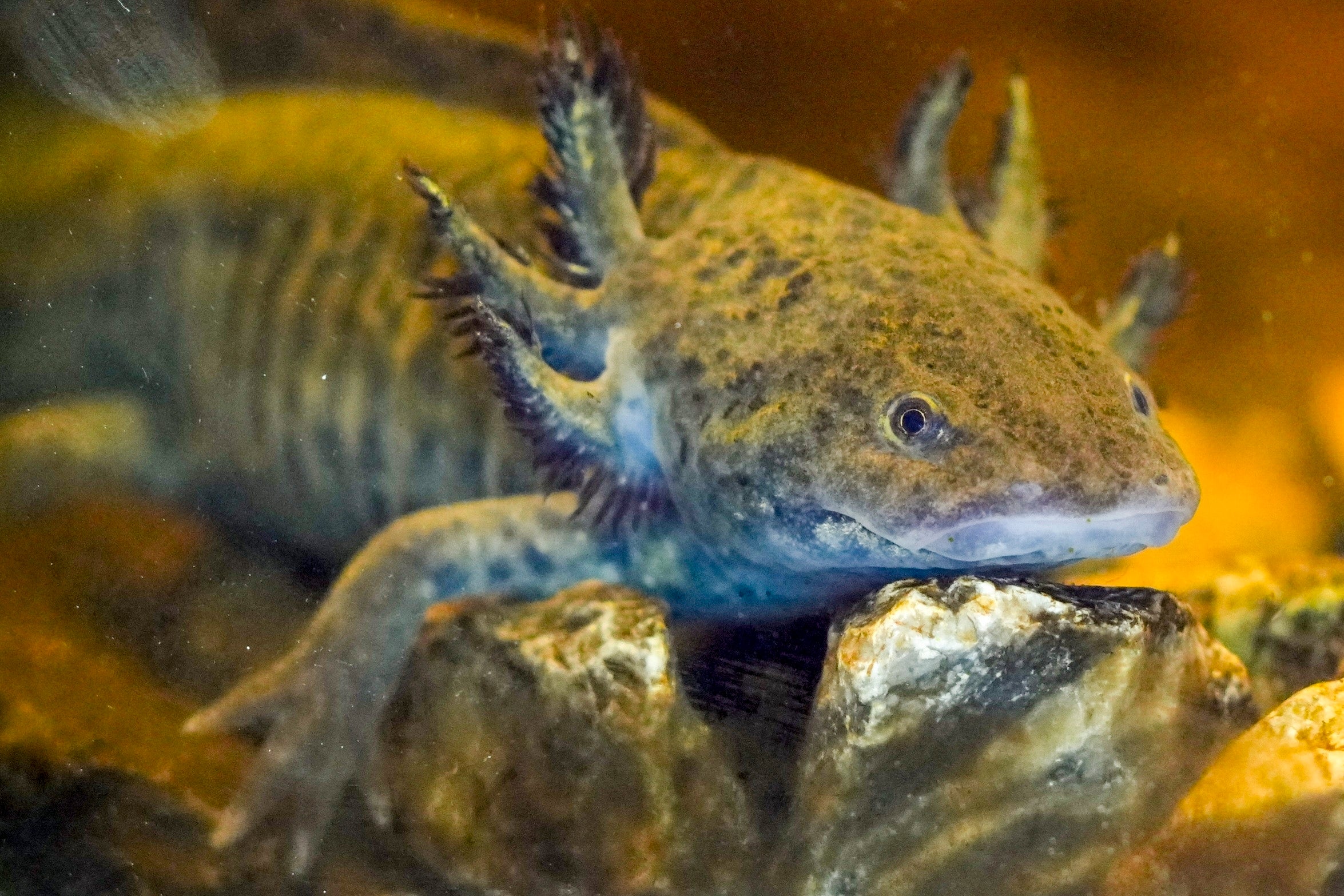 An axolotl swims around in an aquarium at a museum in Xochimilco Ecological Park, in Mexico City, Tuesday, Feb. 11