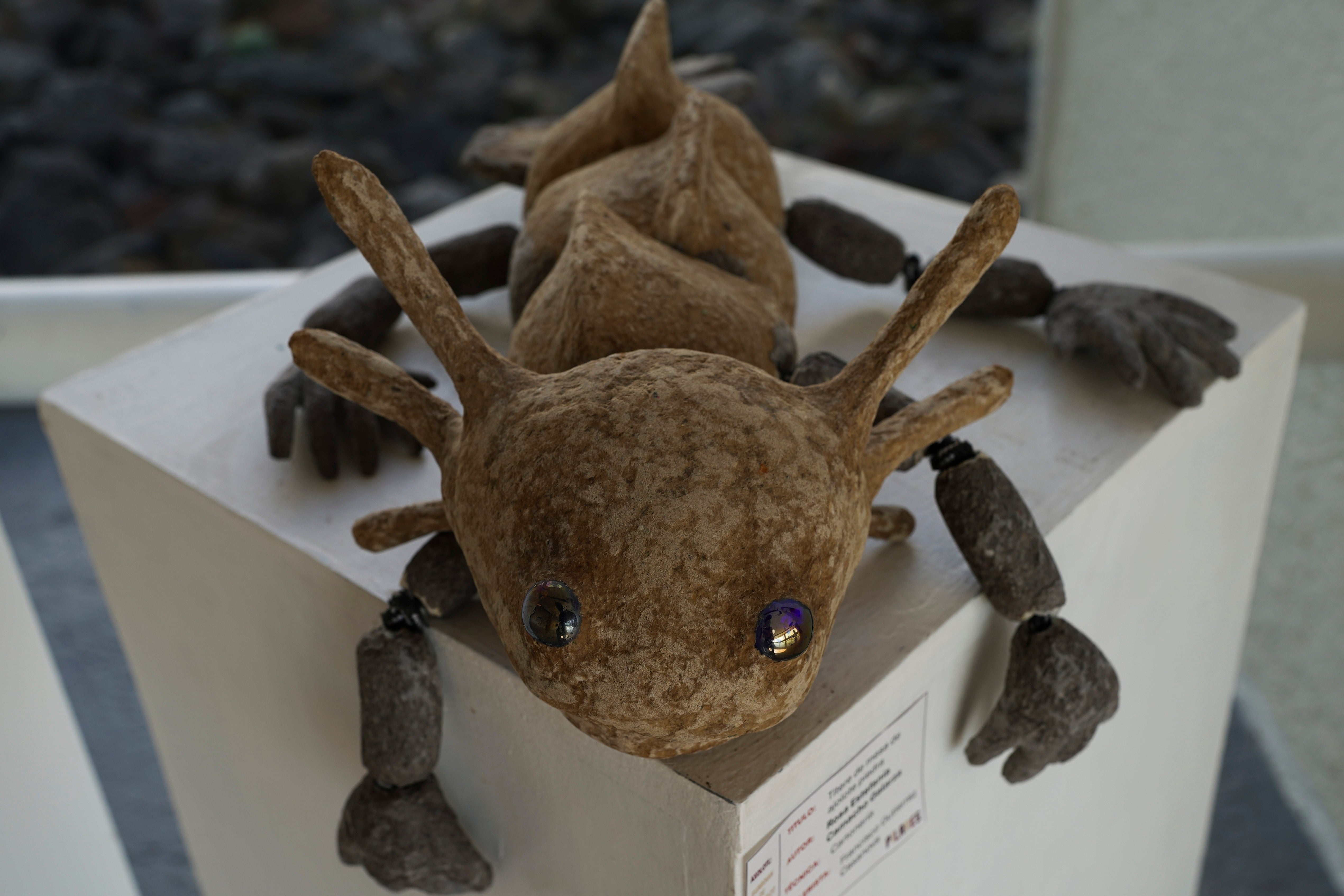 A figure of an axolotl sits on display at a museum in Xochimilco Ecological Park, in Mexico City