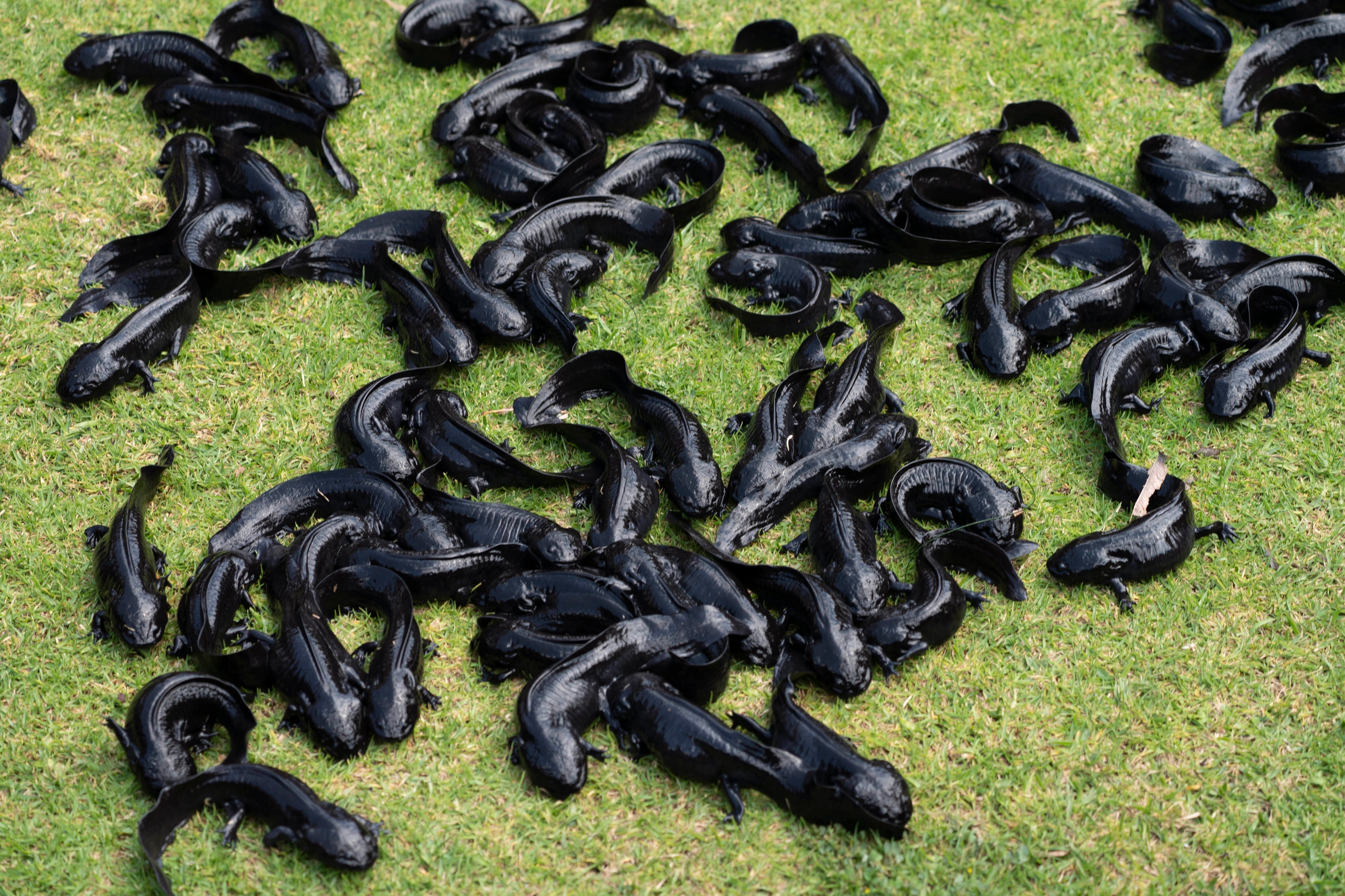 Axolotls scurry around during a media presentation before their release into the canals of Xochimilco