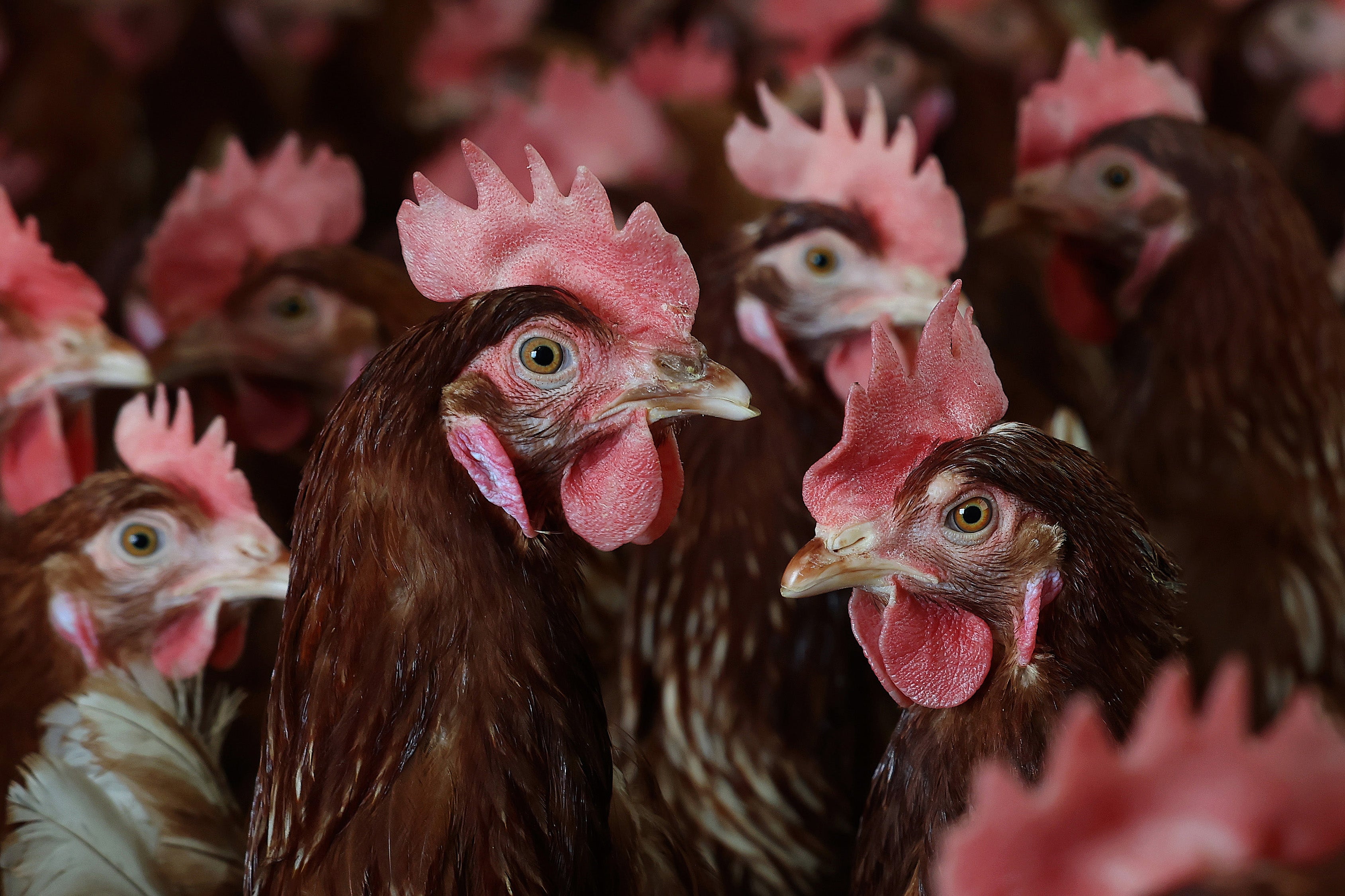 Millions of U.S. poultry have been affected by H5N1 bird flu outbreaks. The mass culling of exposed chickens is required by the Department of Agriculture to limit the spread of the virus