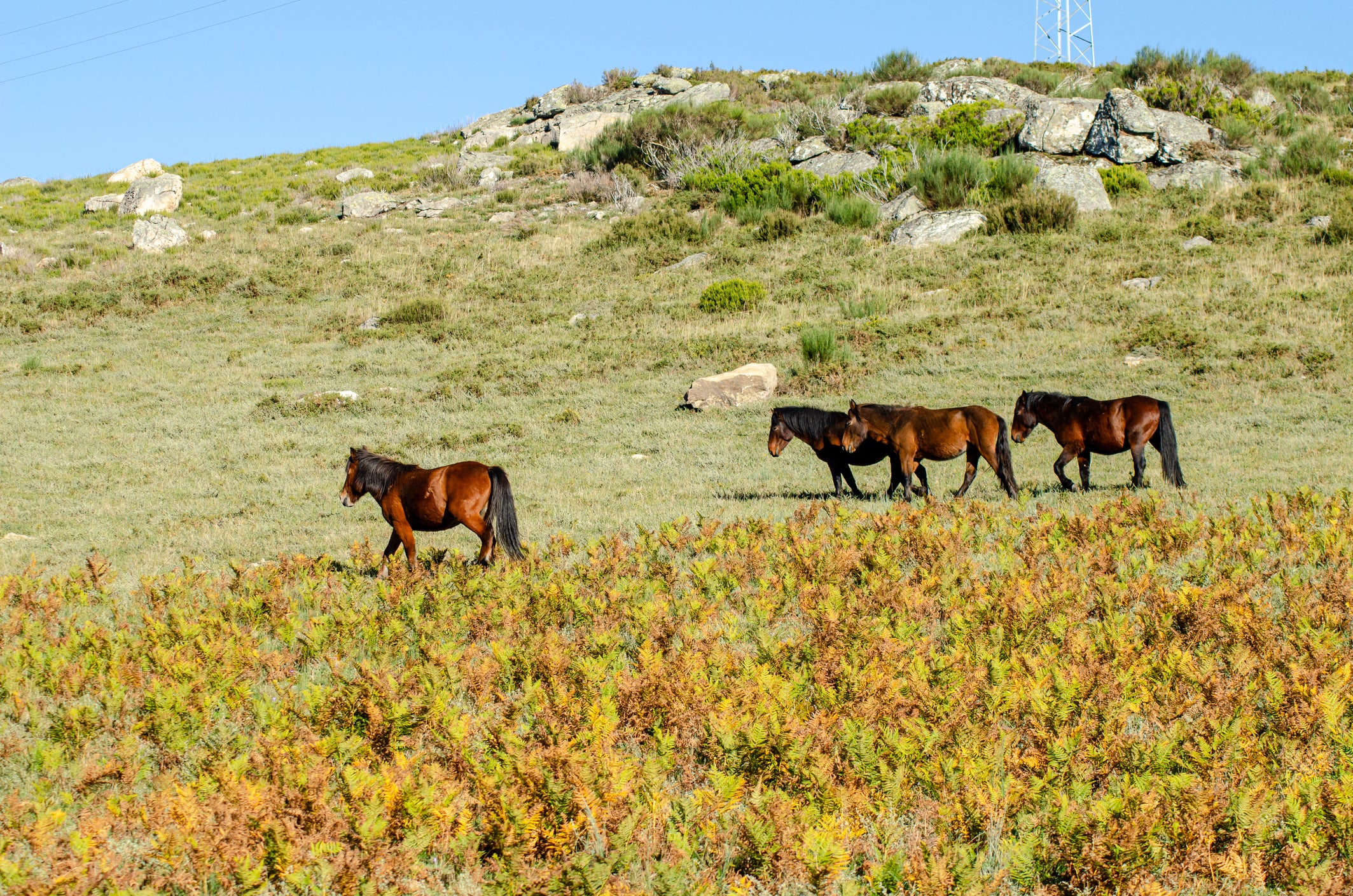 Enjoy a spot of wild pony-spotting in Peneda-Gerês National Park