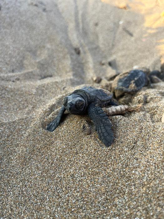 Both green and loggerhead sea turtles are already endangered species. How long these species can respond to elevated temperatures driven by climate change is unknown