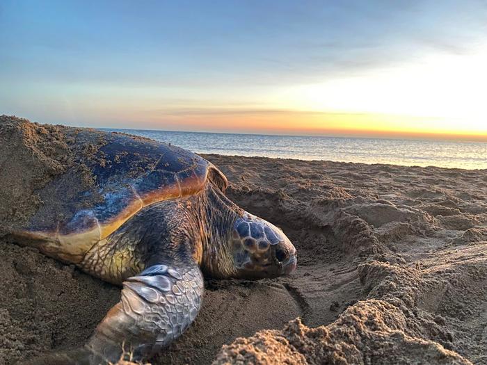 New research shows how sea turtles near Cyprus are nesting earlier to respond to rising temperatures due to the human-caused climate change. Elevated temperatures can cook their embryos before they hatch